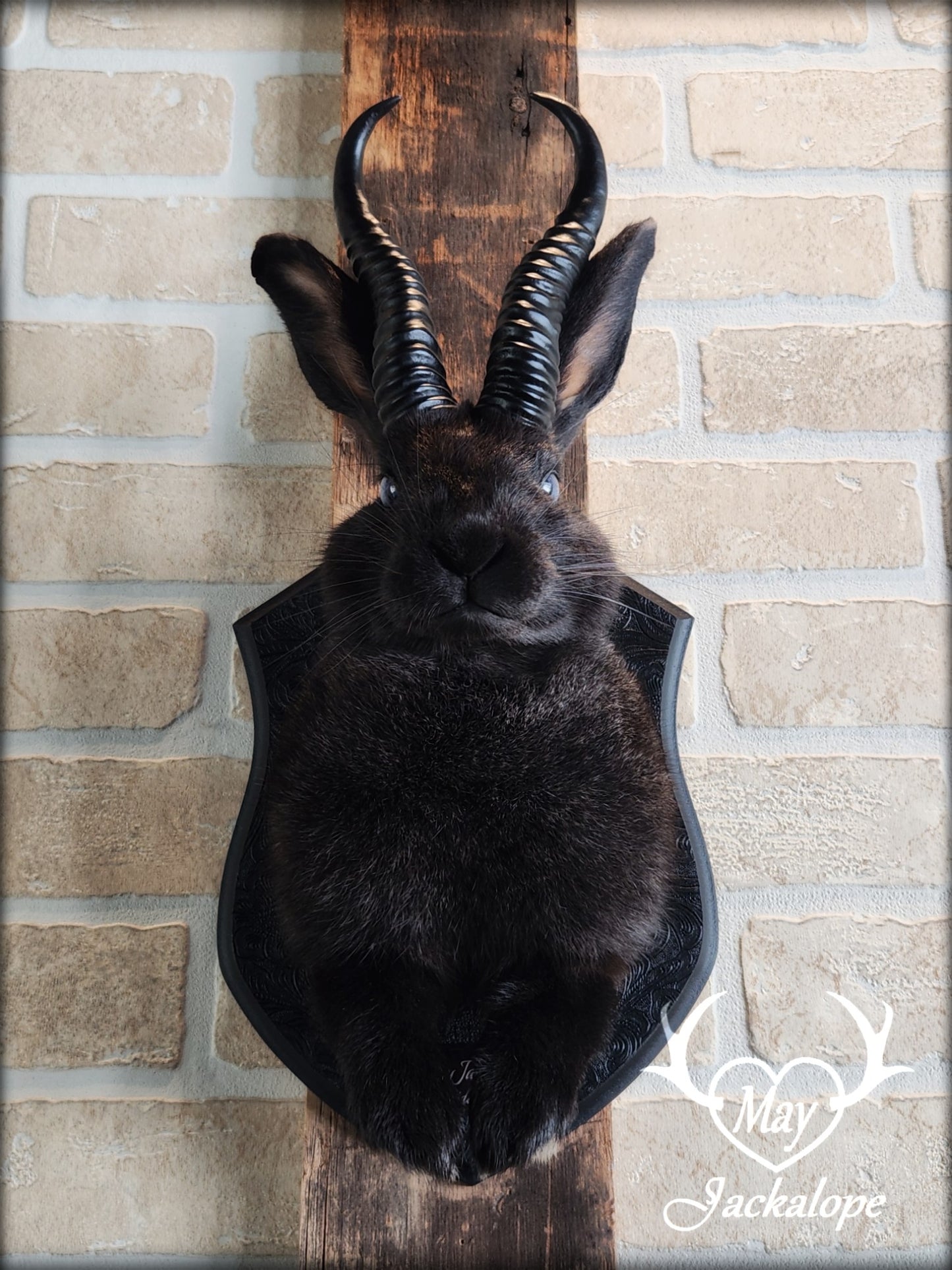 Black Jackalope taxidermy with light blue eyes and horns replica.