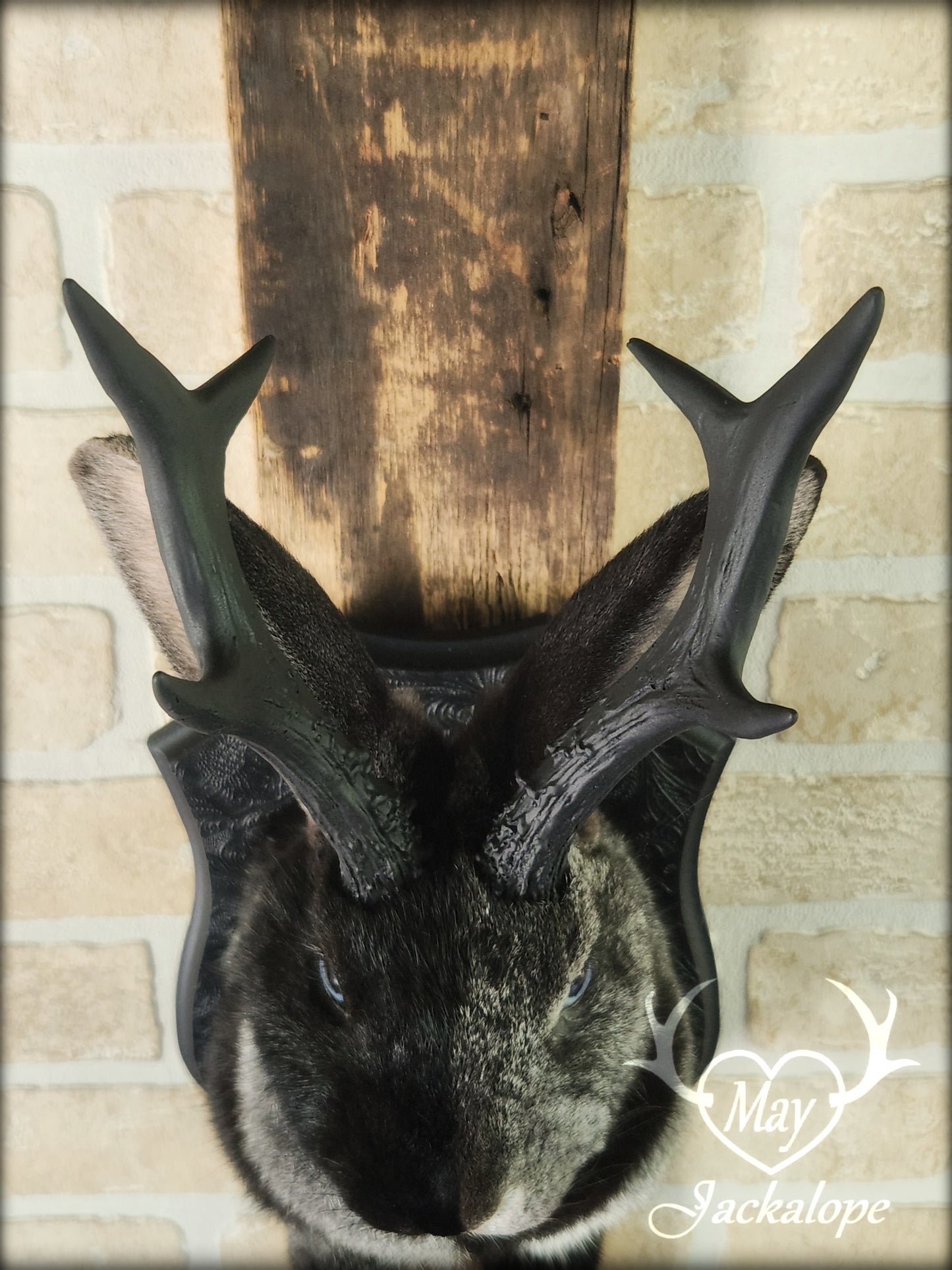 Grey harlequin jackalope taxidermy