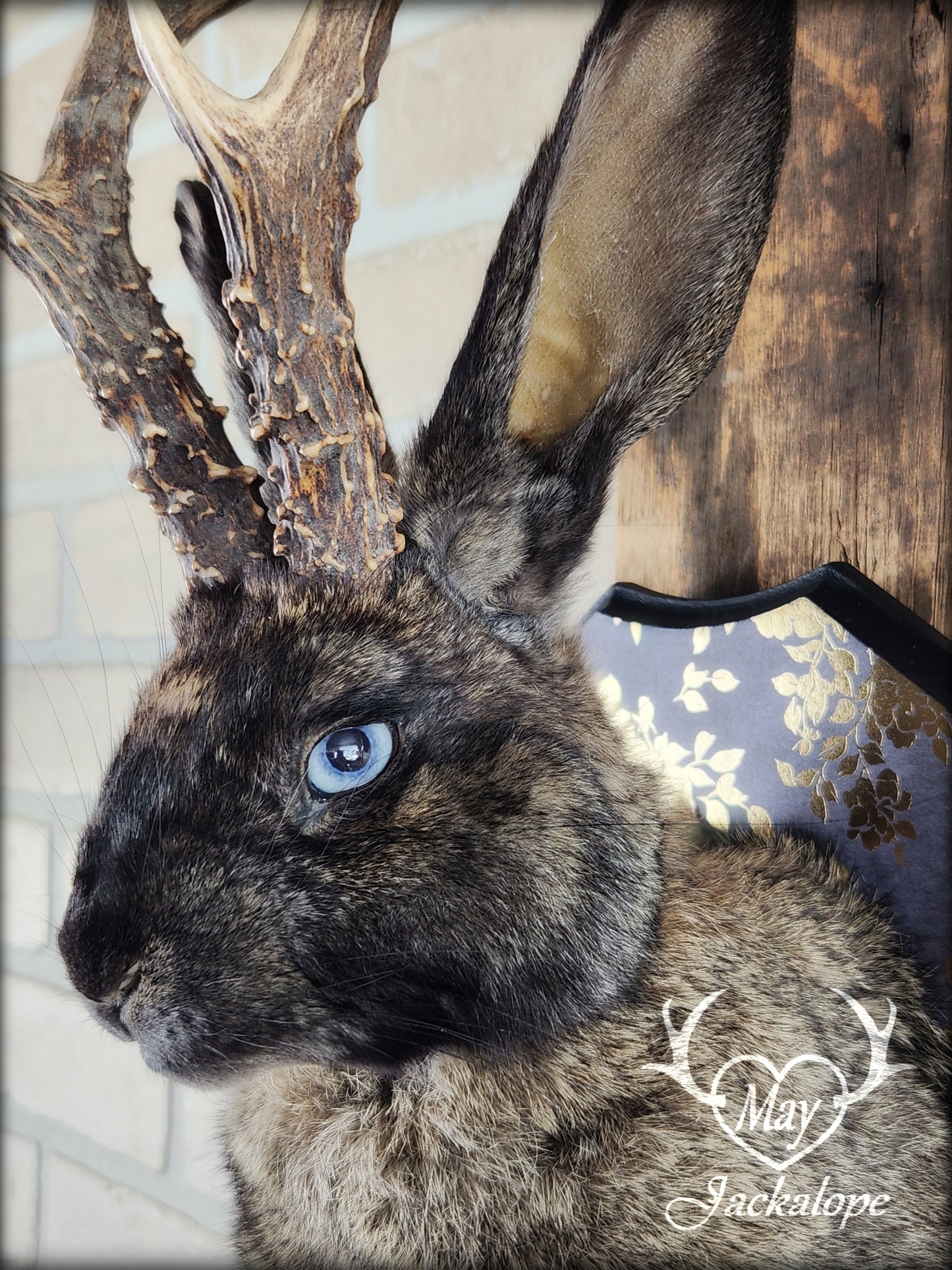 Dark brown Jackalope taxidermy with light blue eyes and real antlers, on a decorated plaque