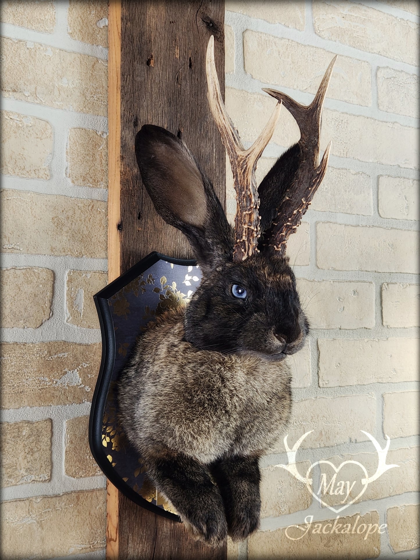 Dark brown Jackalope taxidermy with light blue eyes and real antlers, on a decorated plaque