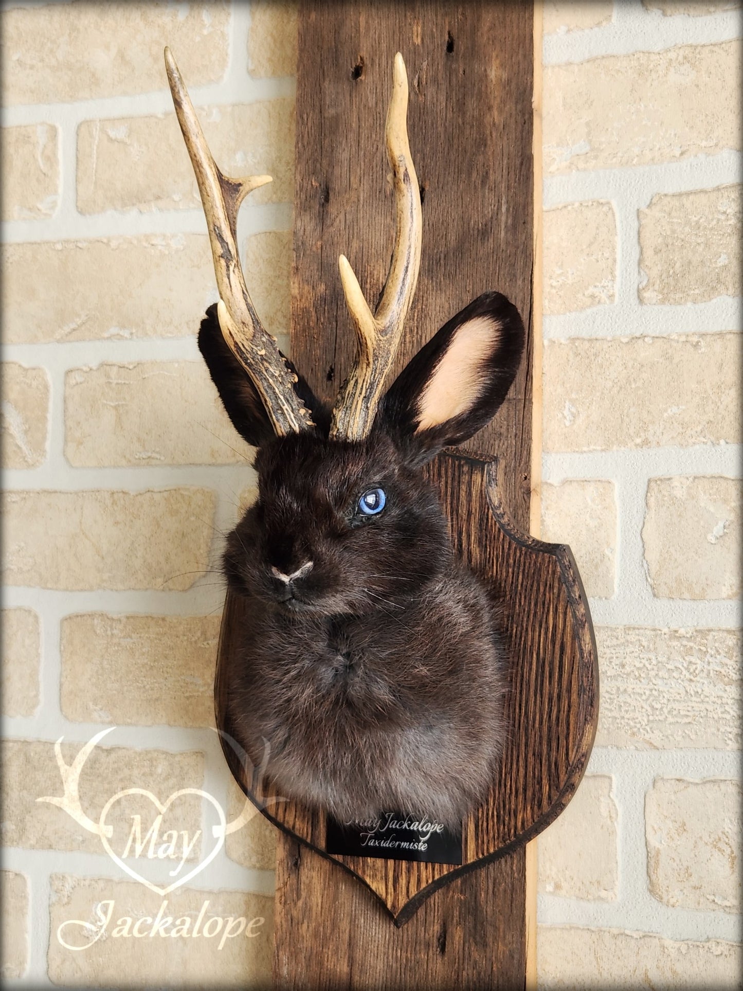 Small black jackalope taxidermy with blue eyes & real antlers