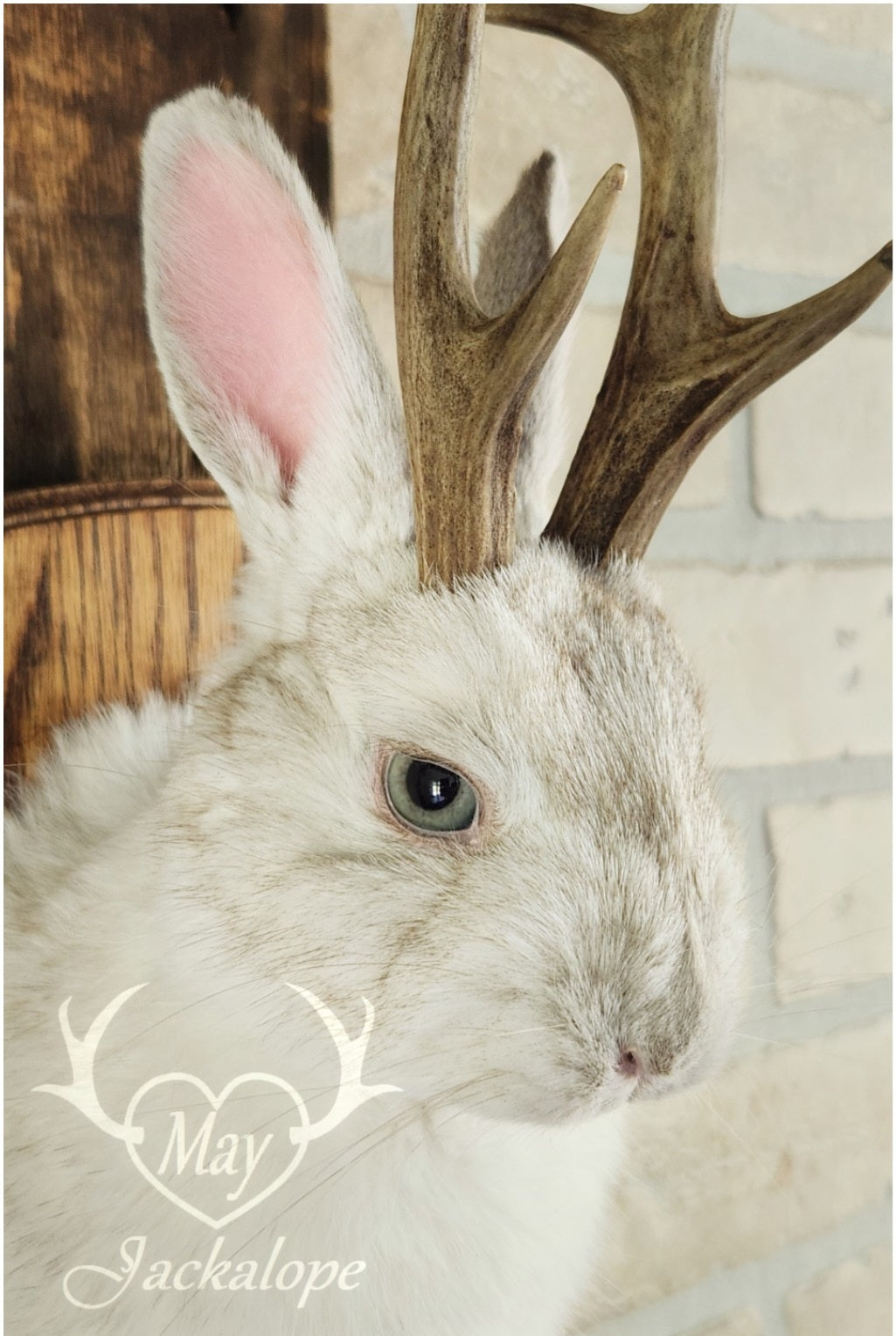 Taxidermie d'un mini jackalope pâle avec un vrai panache