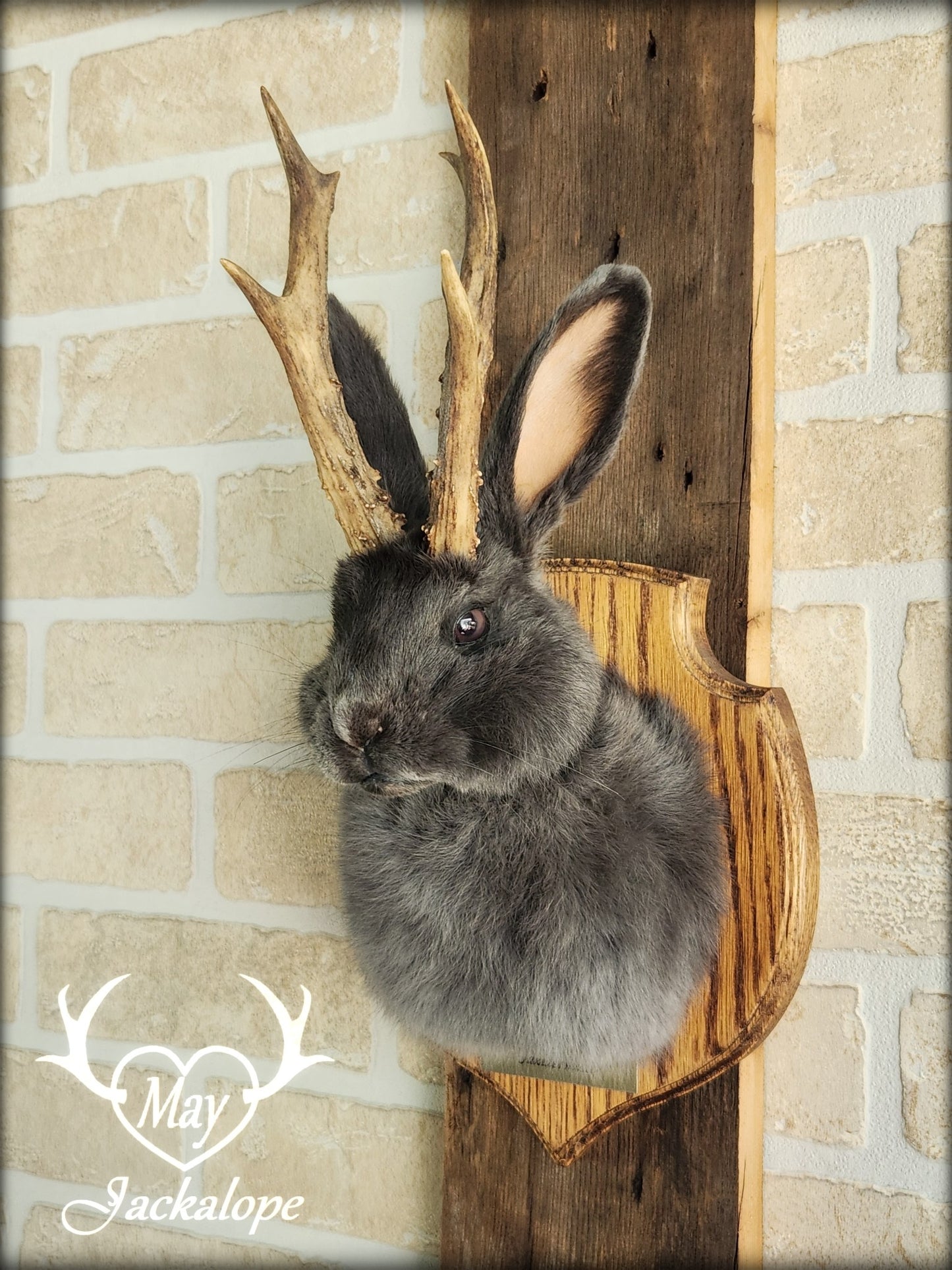 Petite taxidermie de jackalope gris-bleu aux yeux foncés avec vrai panache.