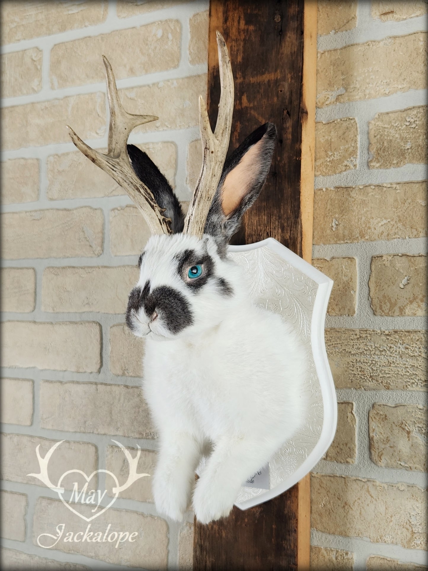 Taxidermie de Jackalope blanc et gris avec des yeux bleus et de vraies bois