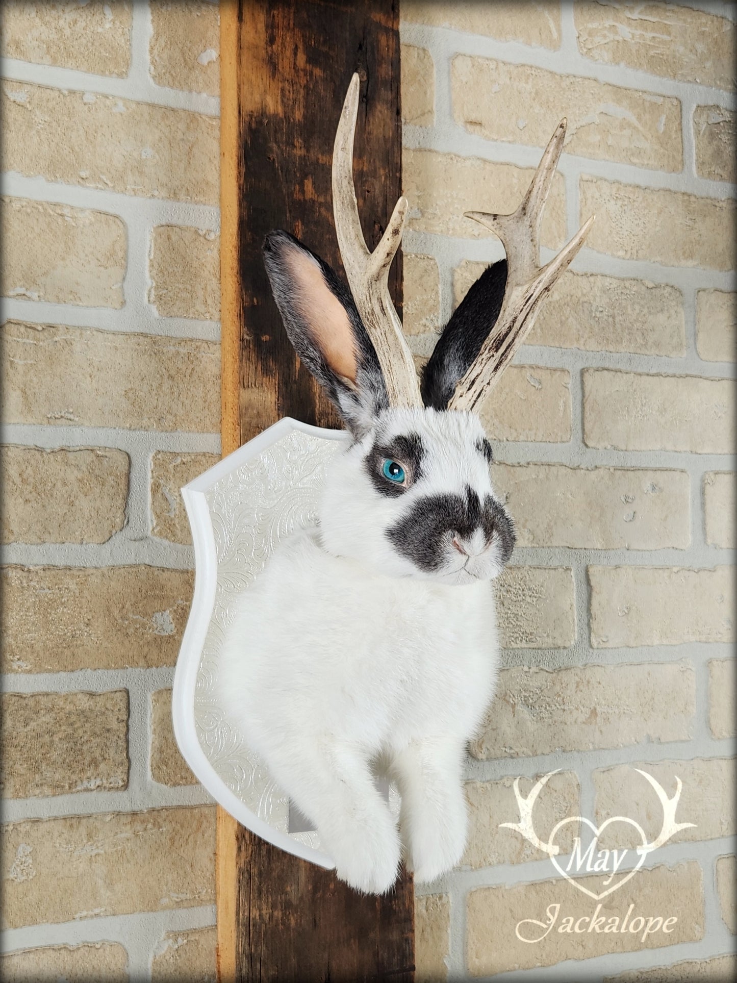 Taxidermie de Jackalope blanc et gris avec des yeux bleus et de vraies bois