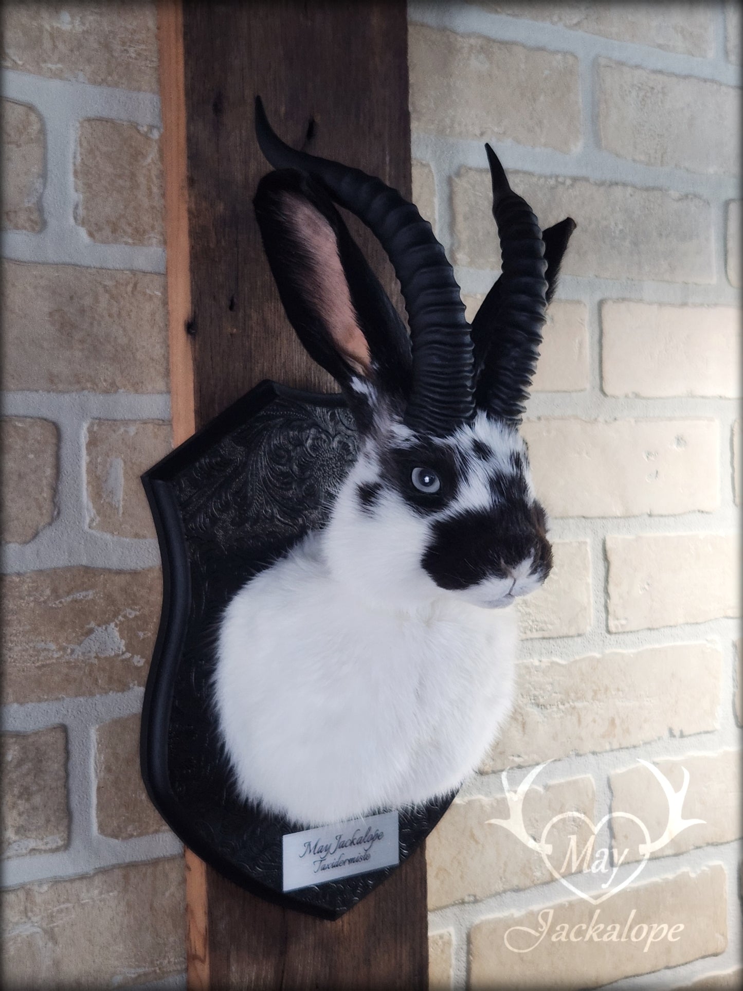 Small white & black Jackalope taxidermy with grey eyes and horns replica