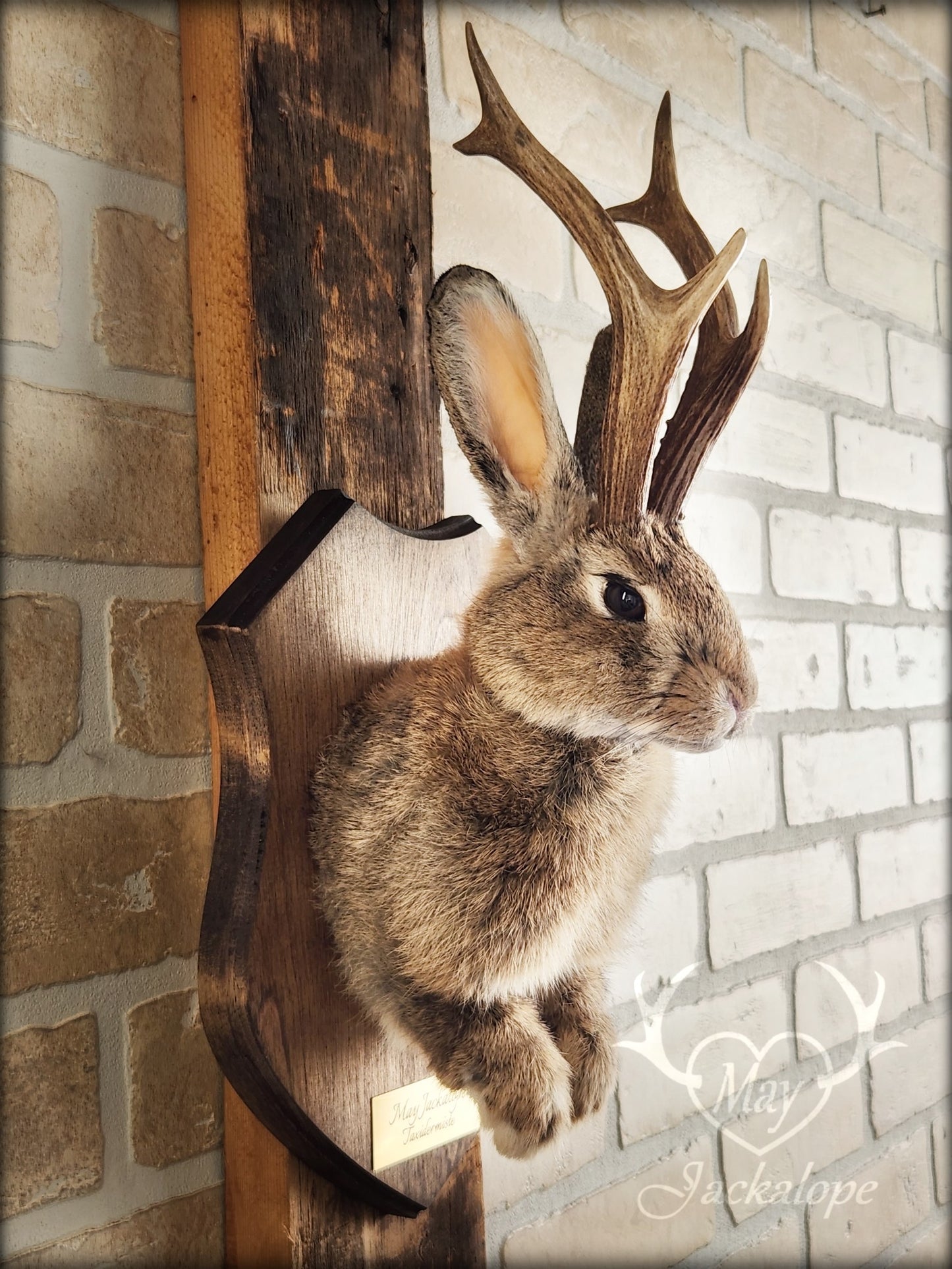 Brown jackalope taxidermy with dark eyes & real antlers