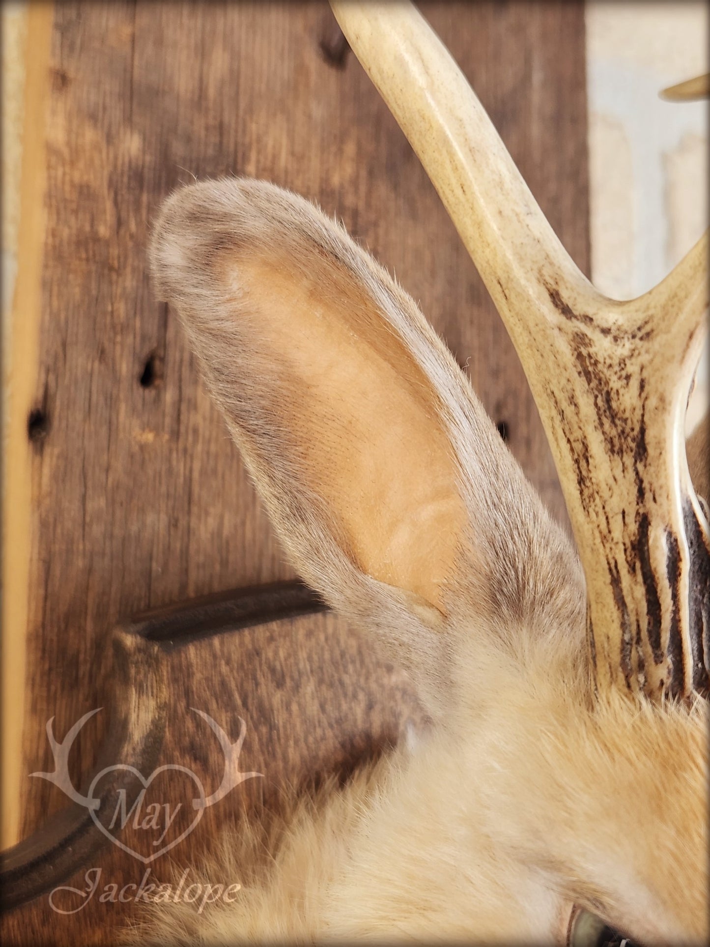 Small jackalope taxidermy, harlequin fur with blue eyes & real antlers