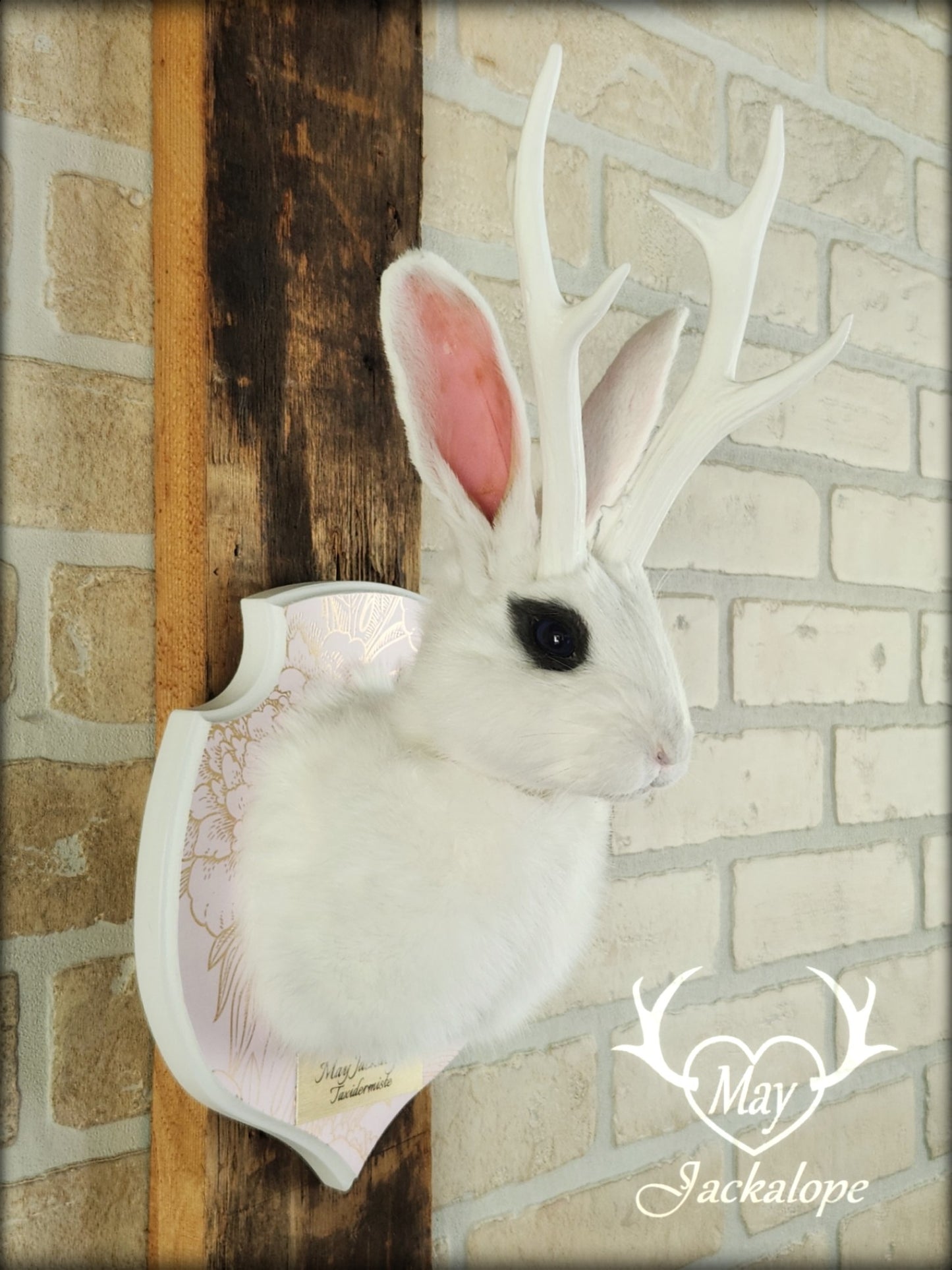 Petite taxidermie de jackalope blanc aux yeux bleus foncé avec réplique de panache.