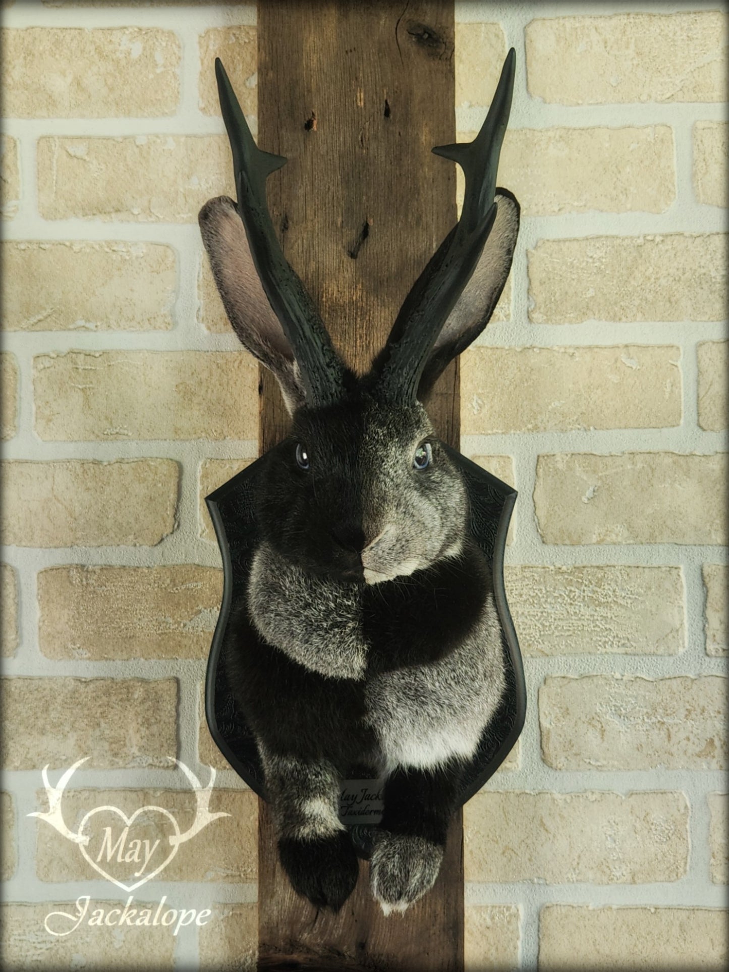 Grey harlequin jackalope taxidermy