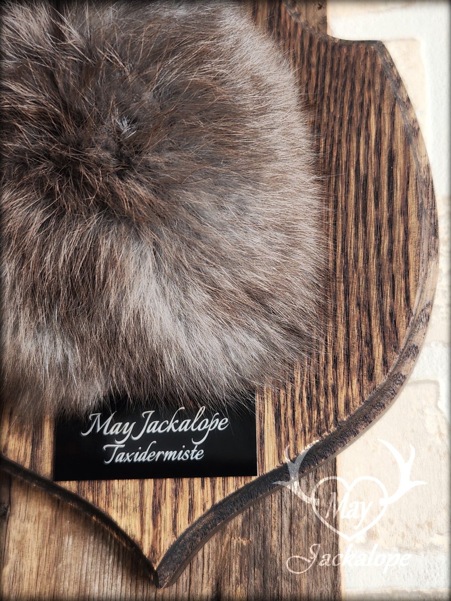 Small black jackalope taxidermy with blue eyes & real antlers