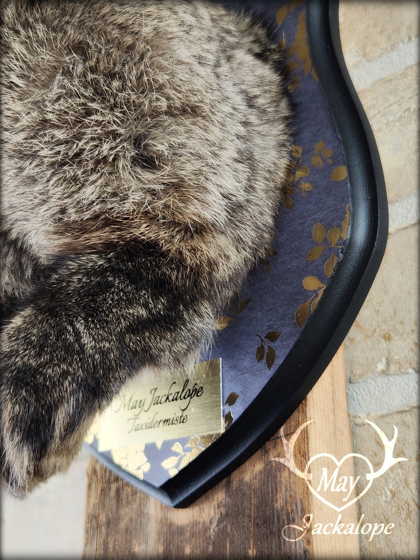Dark brown Jackalope taxidermy with light blue eyes and real antlers, on a decorated plaque