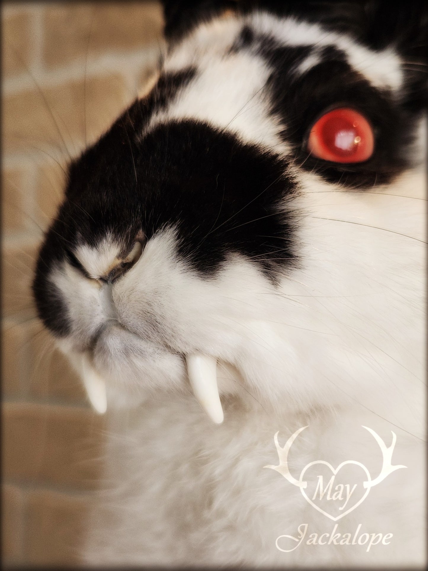 Black & white Jackalope taxidermy with red eyes, fangs & black horns replica