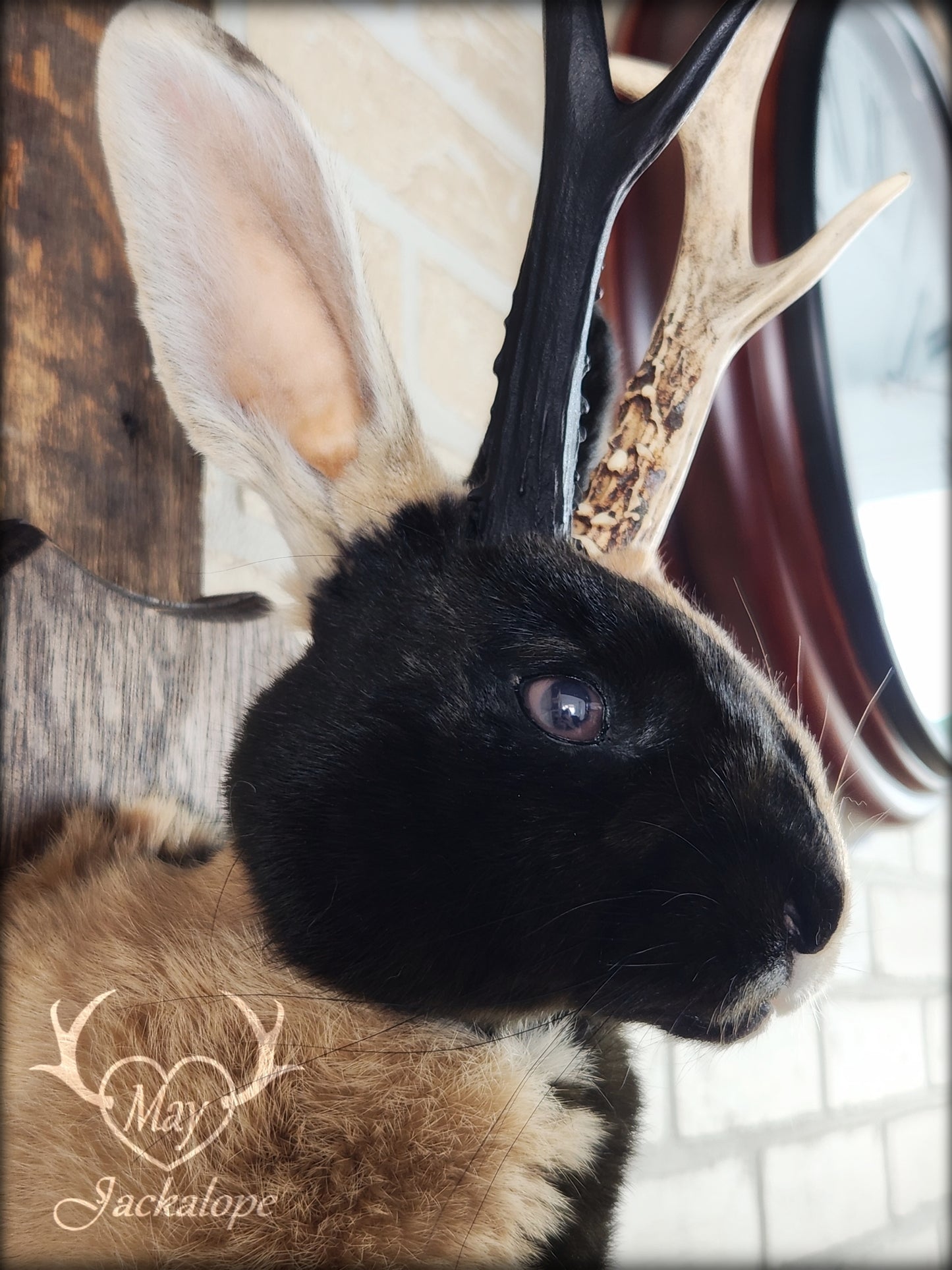 Harlequin Jackalope taxidermy with hazel eyes and real antlers