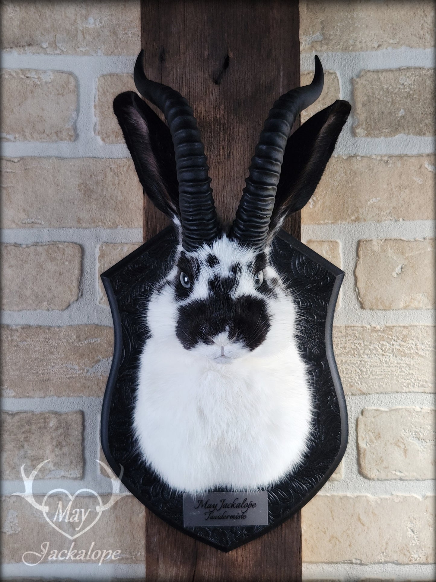 Small white & black Jackalope taxidermy with grey eyes and horns replica