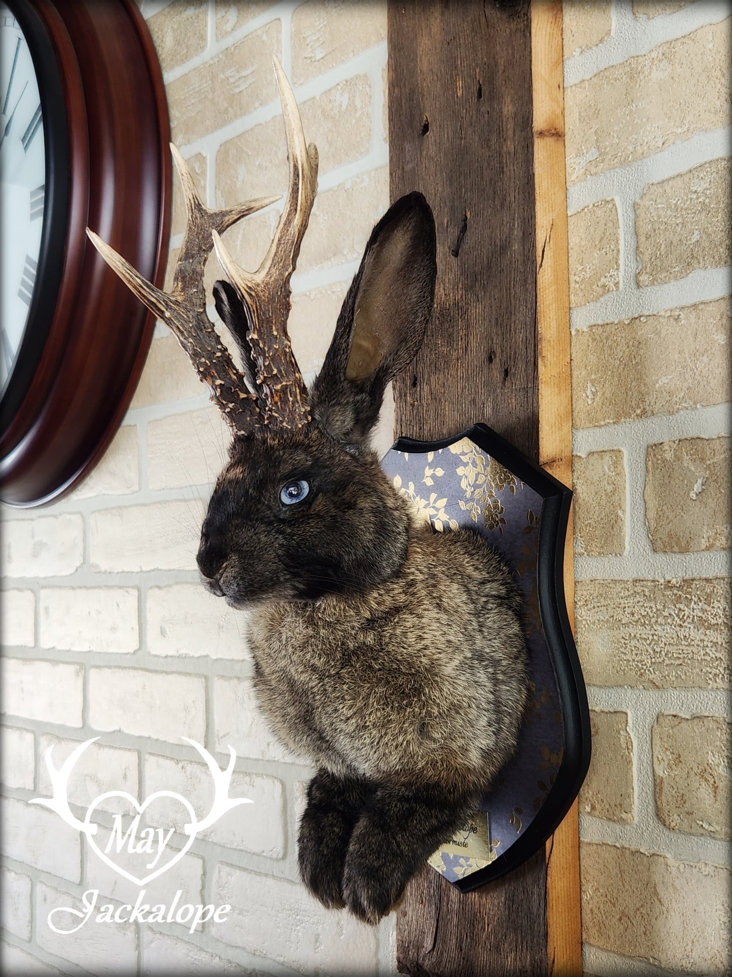Dark brown Jackalope taxidermy with light blue eyes and real antlers, on a decorated plaque