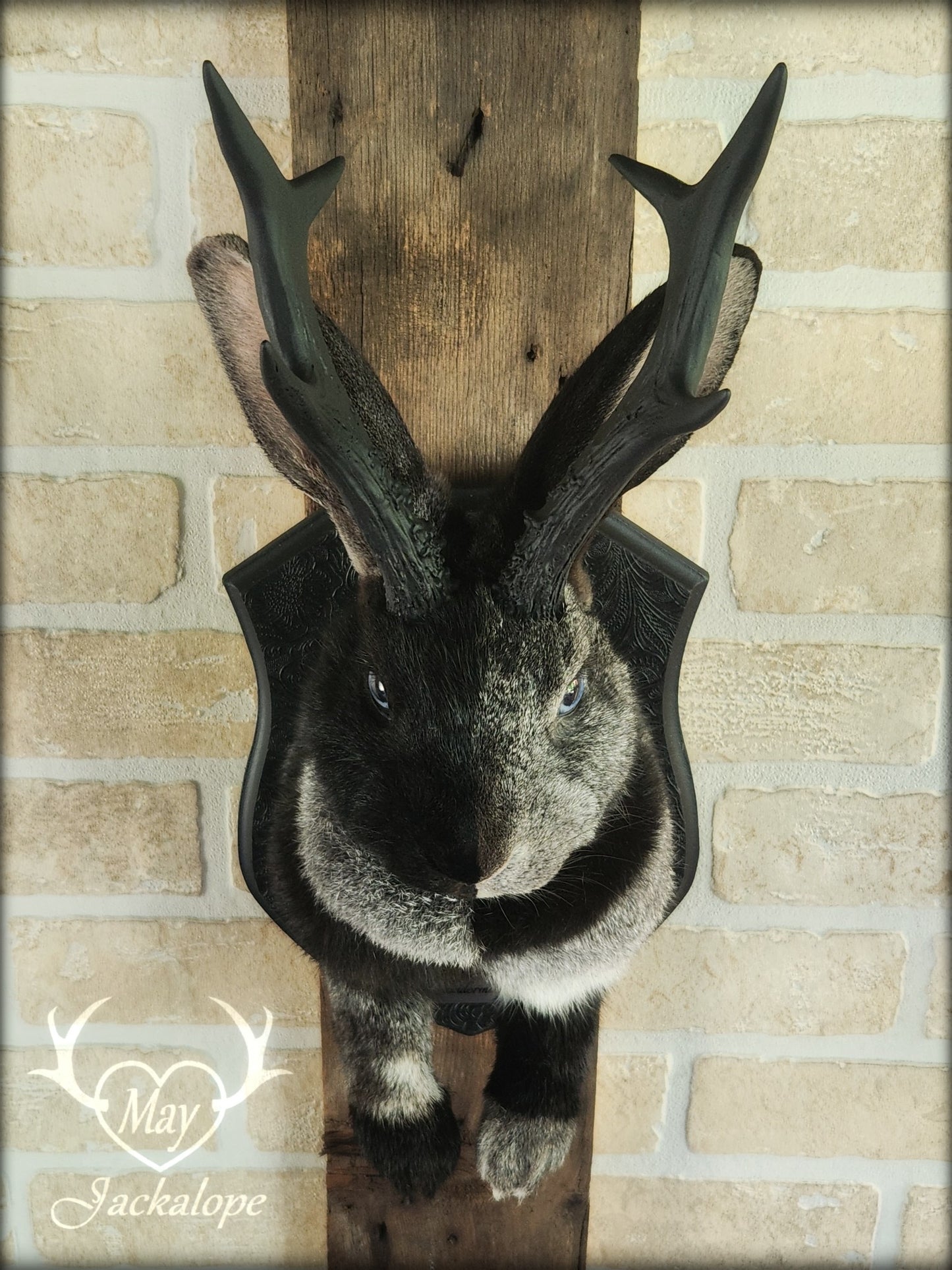 Grey harlequin jackalope taxidermy
