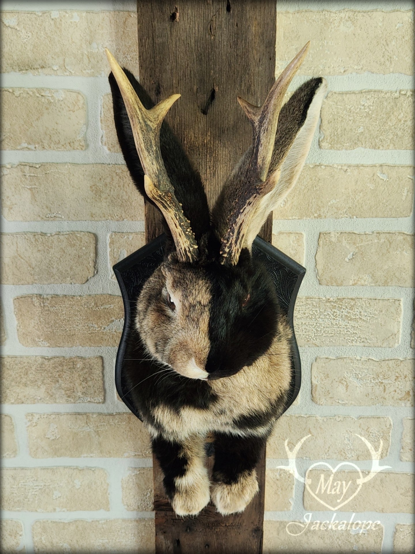 Taxidermie de Jackalope Harlequin brun