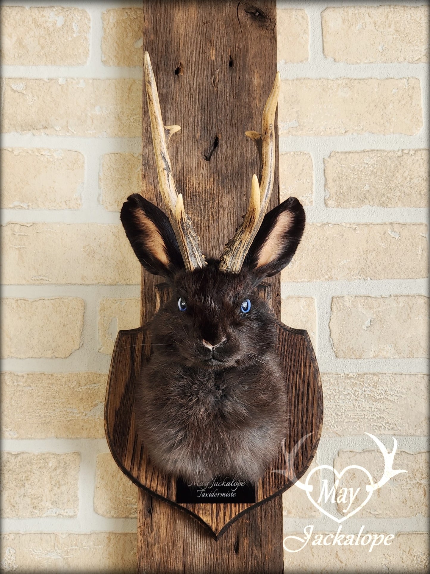 Small black jackalope taxidermy with blue eyes & real antlers