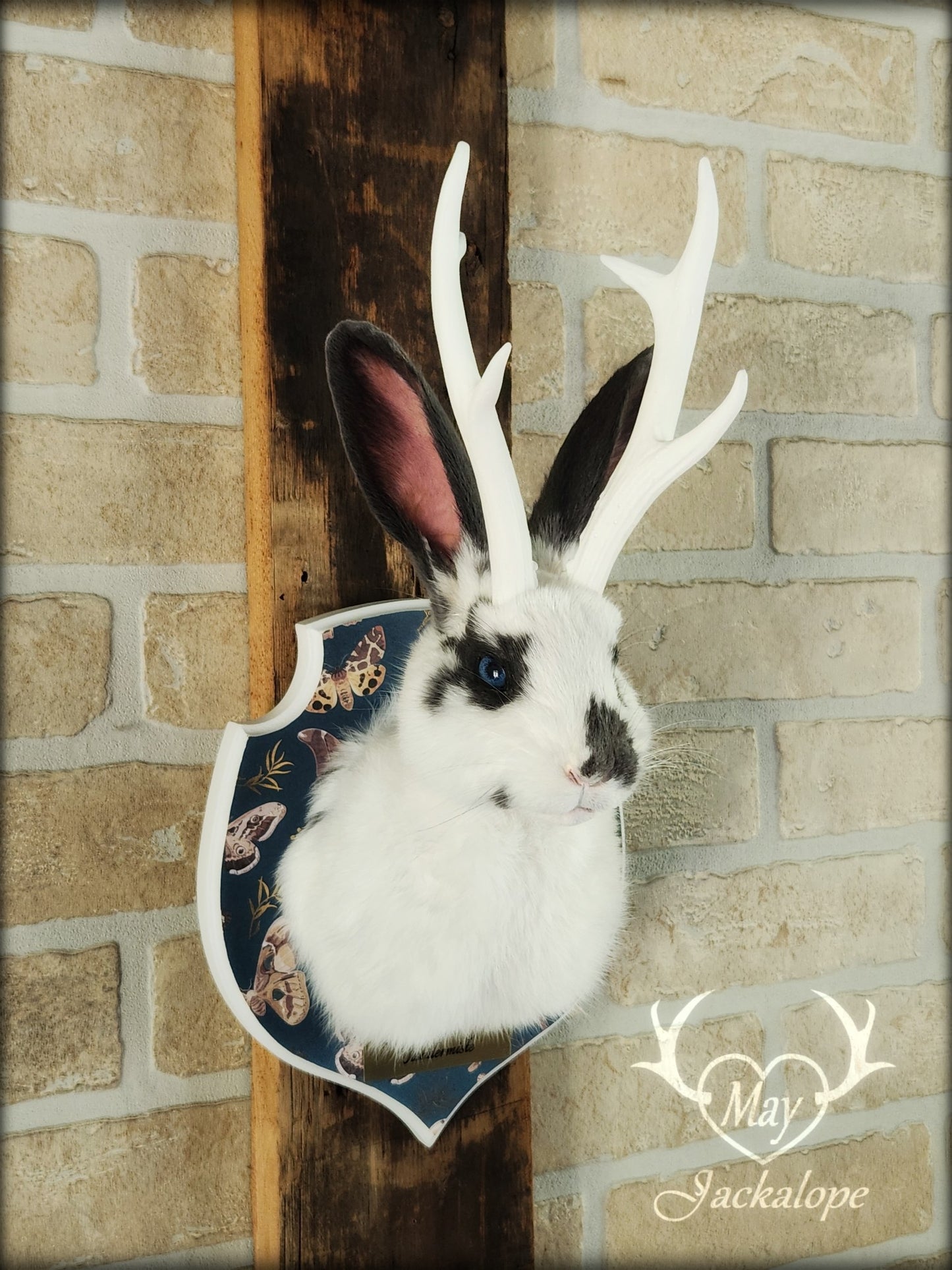 Petite taxidermie de jackalope blanc et gris aux yeux bleus avec réplique de panache.