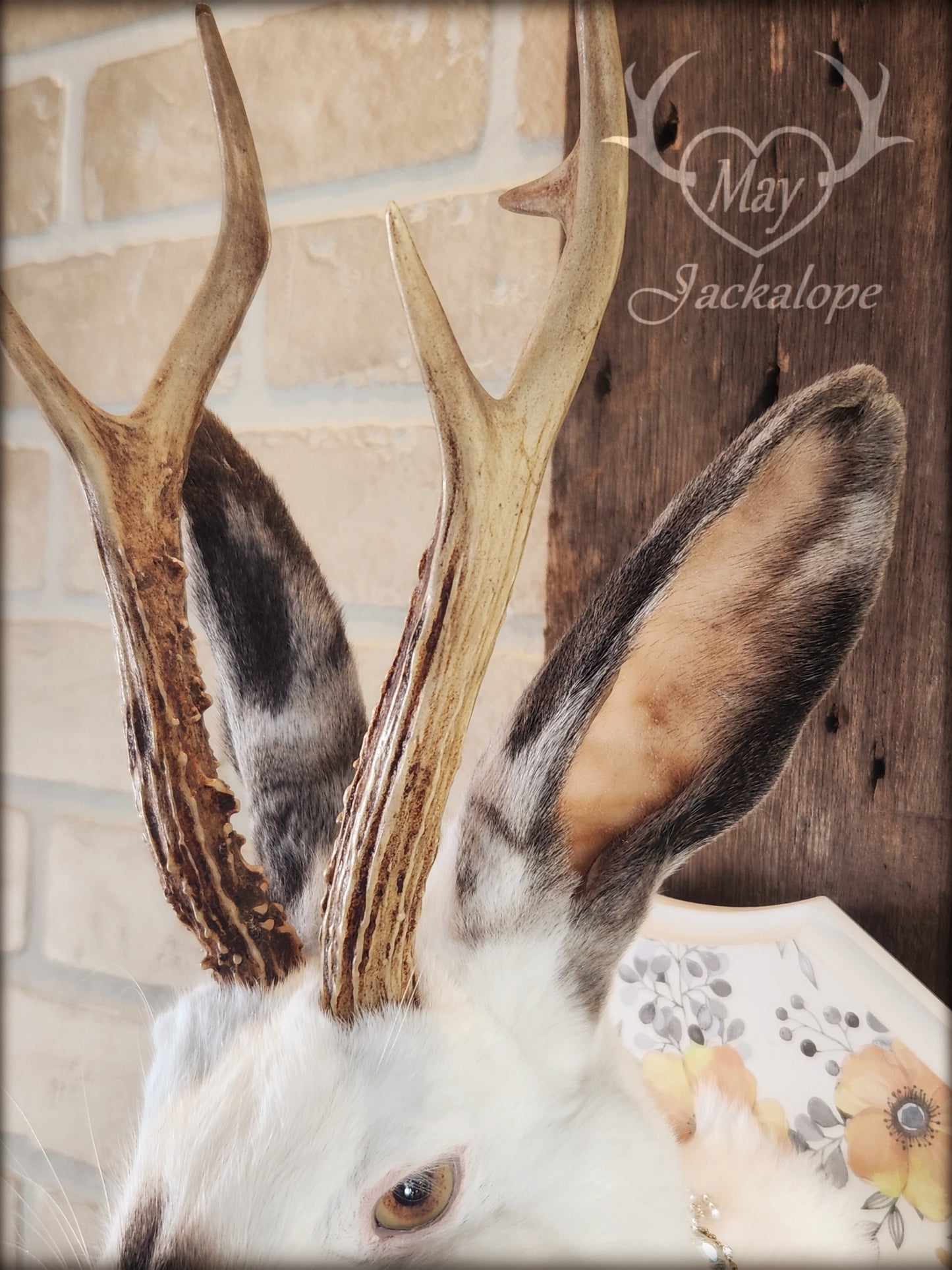 White and grey Jackalope taxidermy with yellow eyes and real antlers