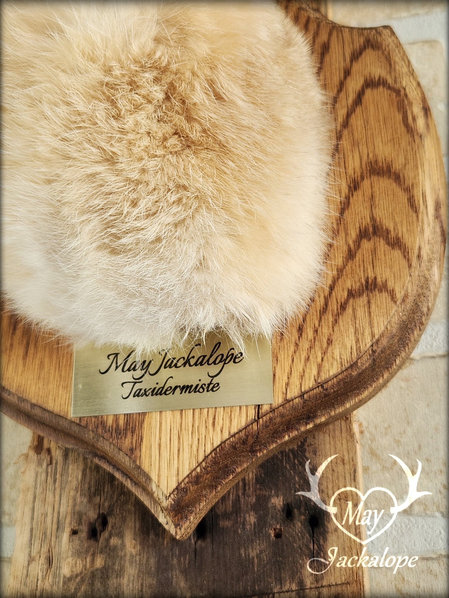 Taxidermies d'un minis jackalopes beige avec vrais un panaches