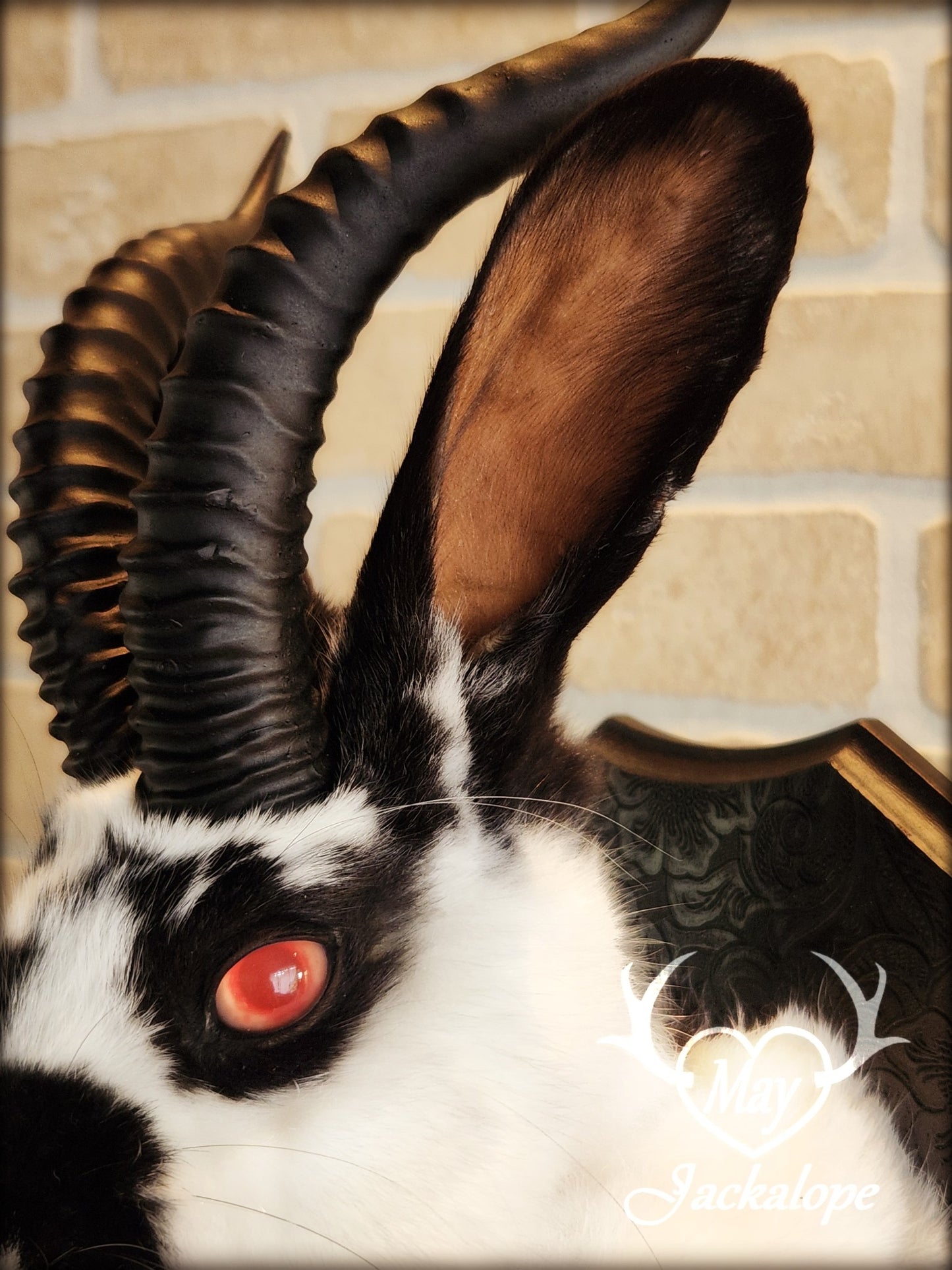 Black & white Jackalope taxidermy with red eyes, fangs & black horns replica