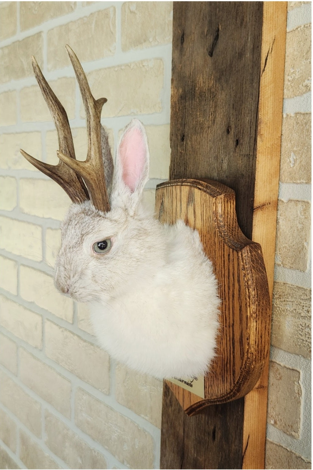 Taxidermie d'un mini jackalope pâle avec un vrai panache