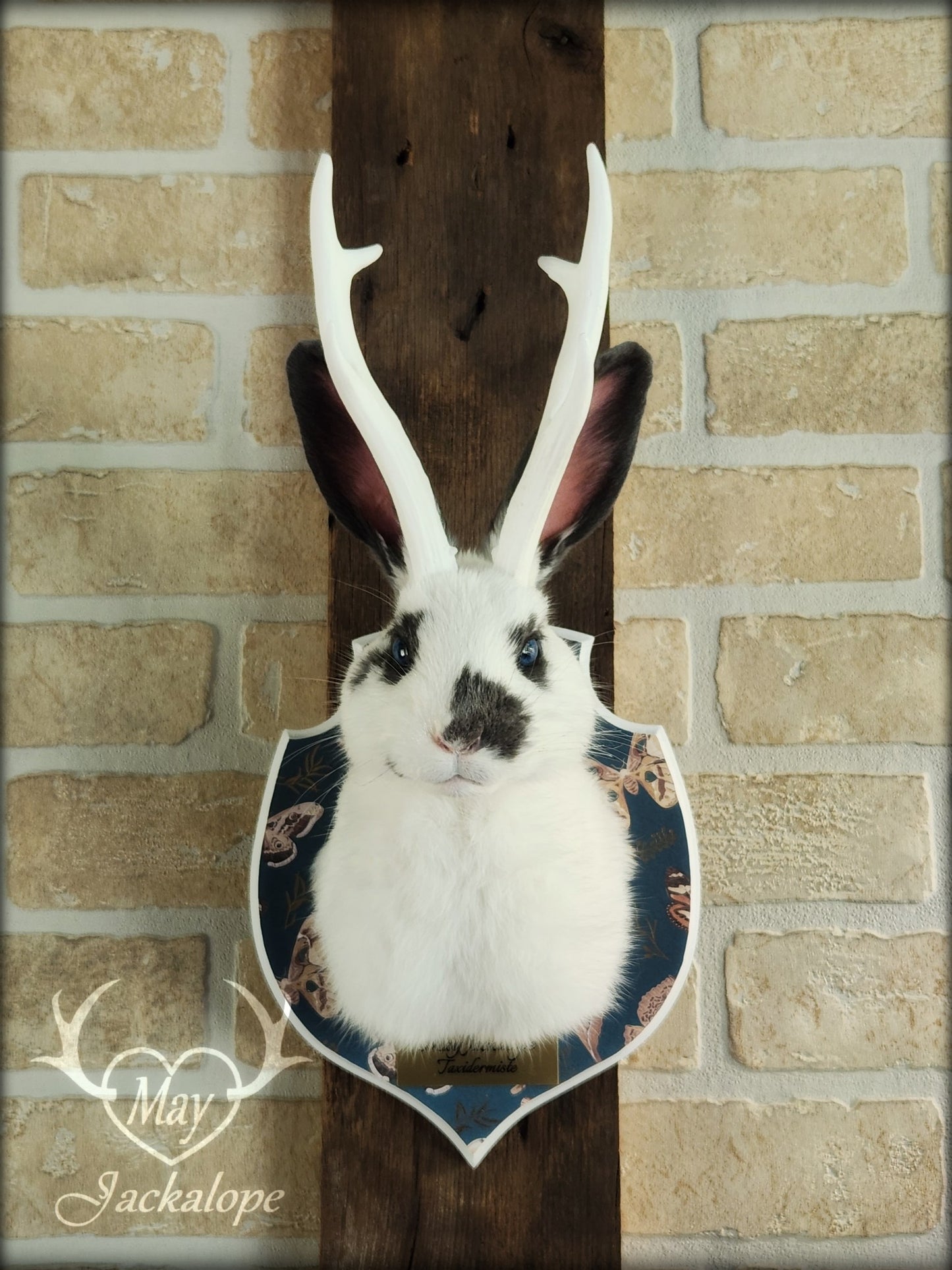 Petite taxidermie de jackalope blanc et gris aux yeux bleus avec réplique de panache.