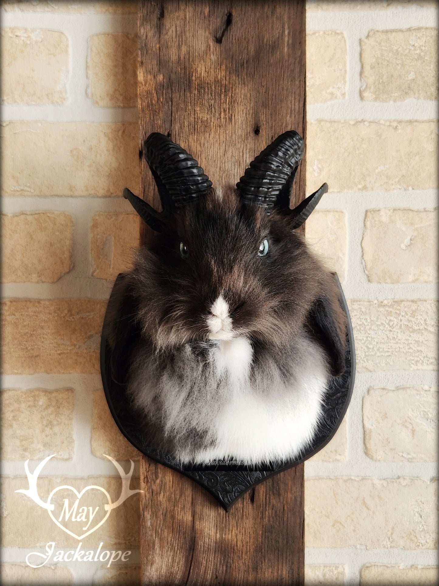 Small black & white jackalope taxidermy with blue eyes & horns replica