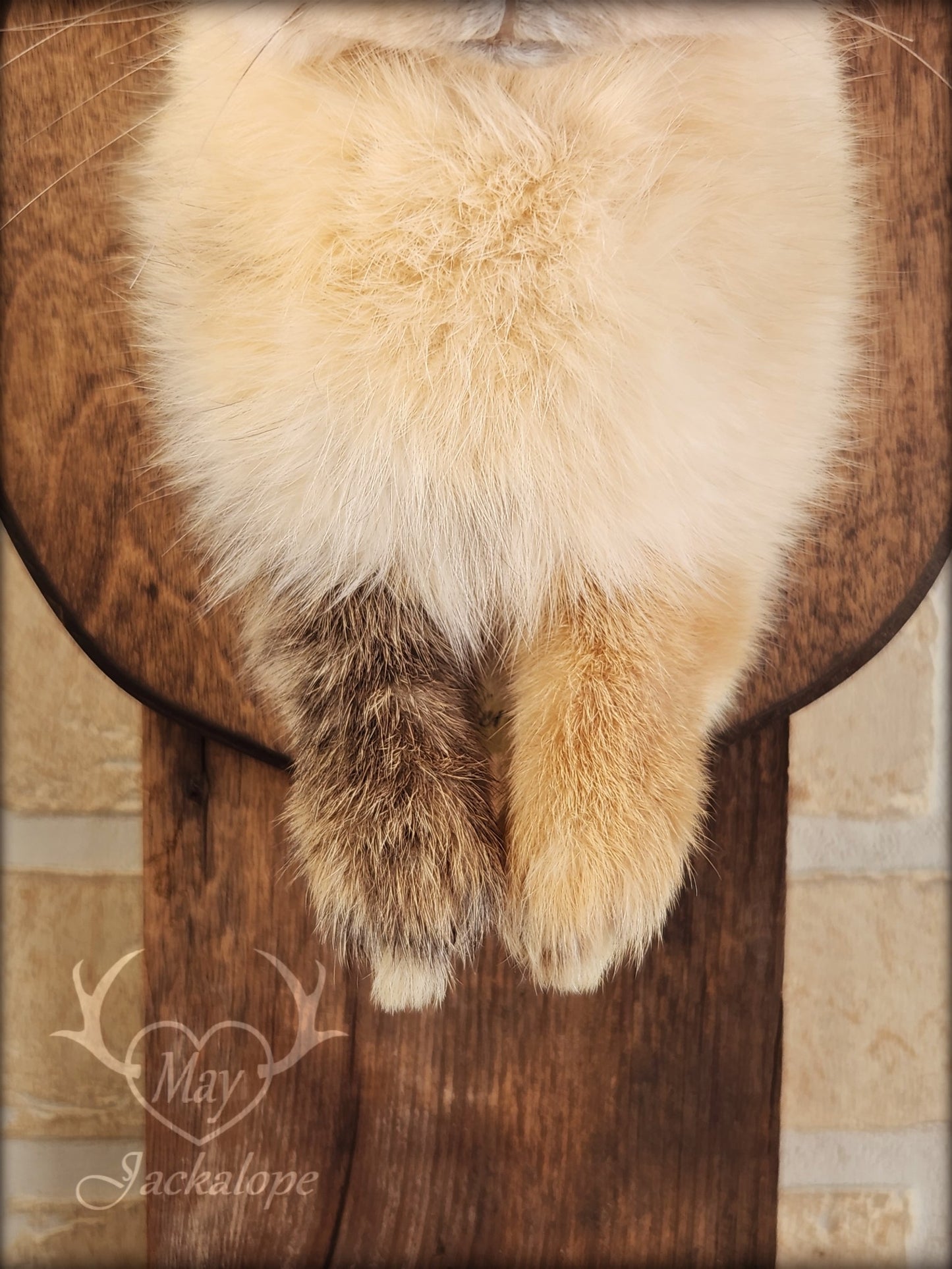 Small jackalope taxidermy, harlequin fur with blue eyes & real antlers