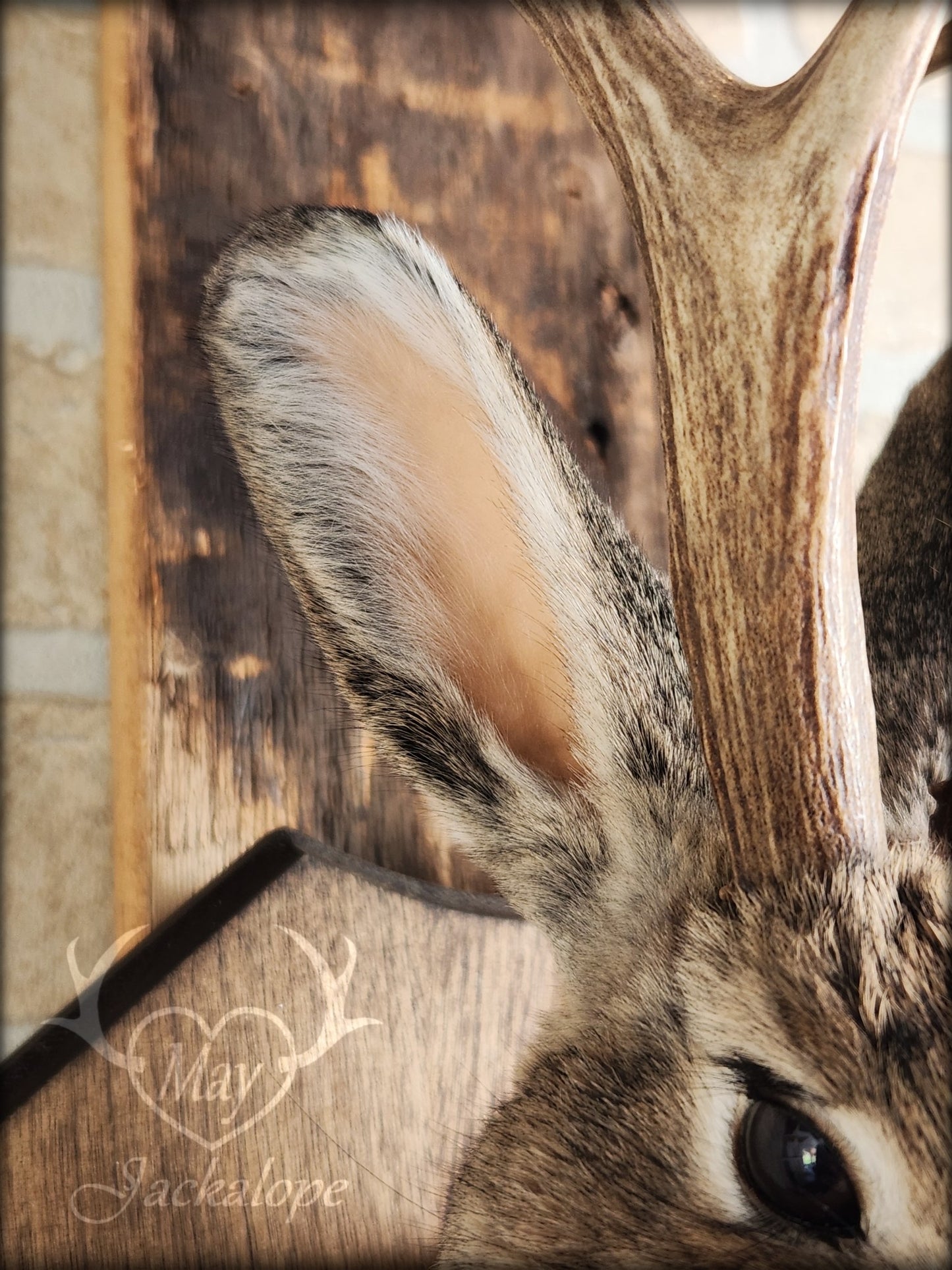 Brown jackalope taxidermy with dark eyes & real antlers