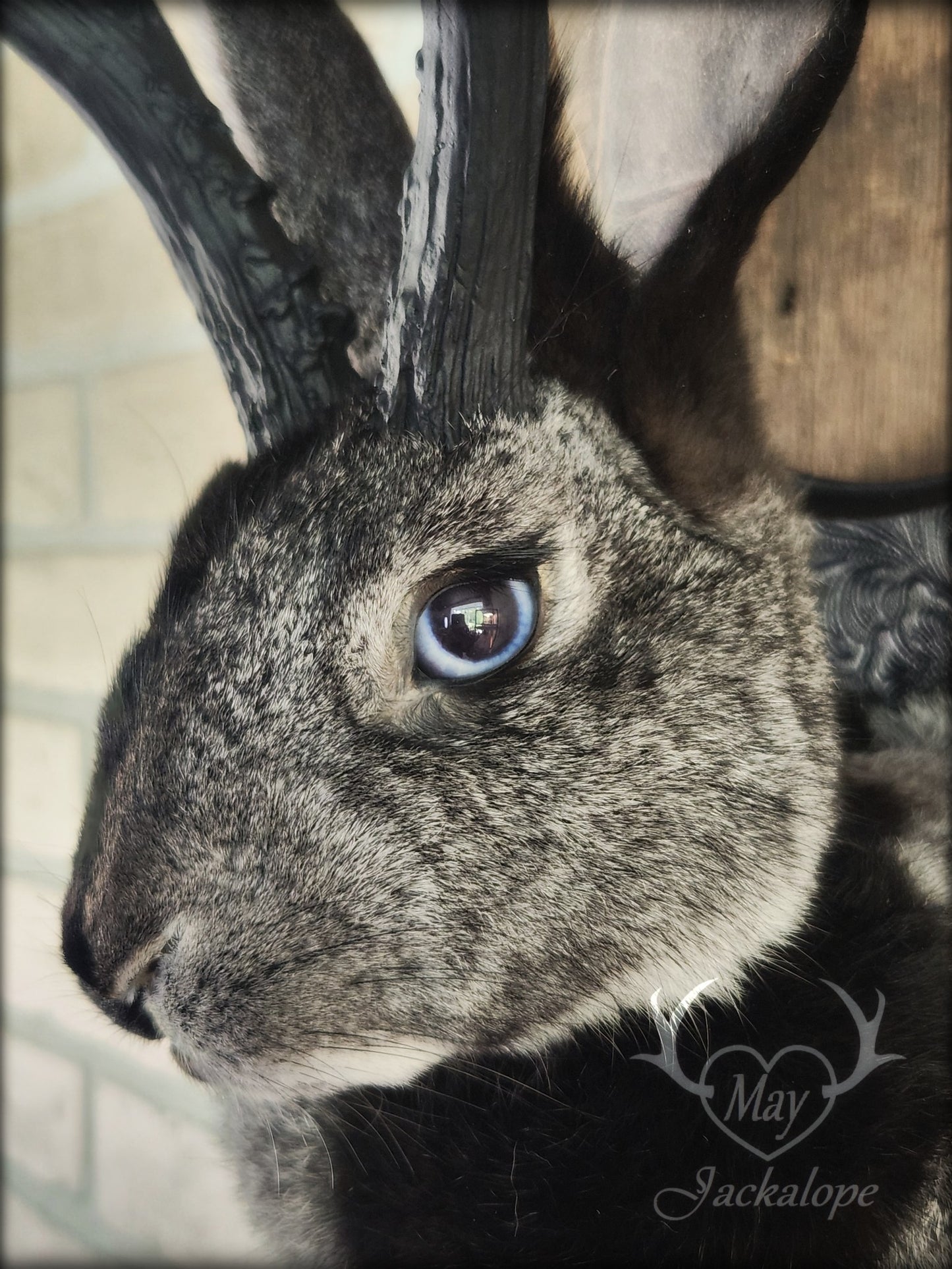 Grey harlequin jackalope taxidermy
