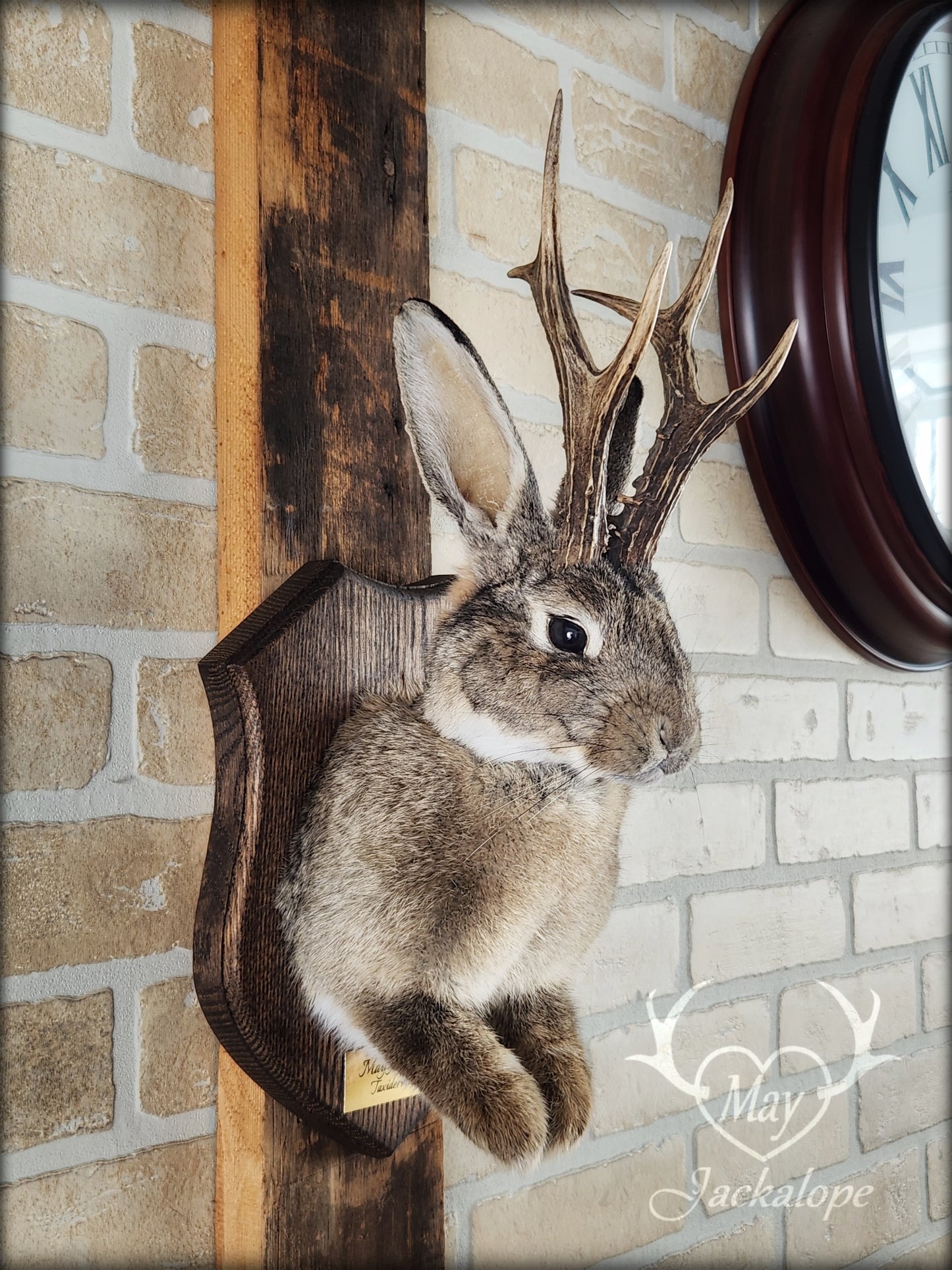 Taxidermie de Jackalope brun naturel avec des yeux foncés et de vraies bois.