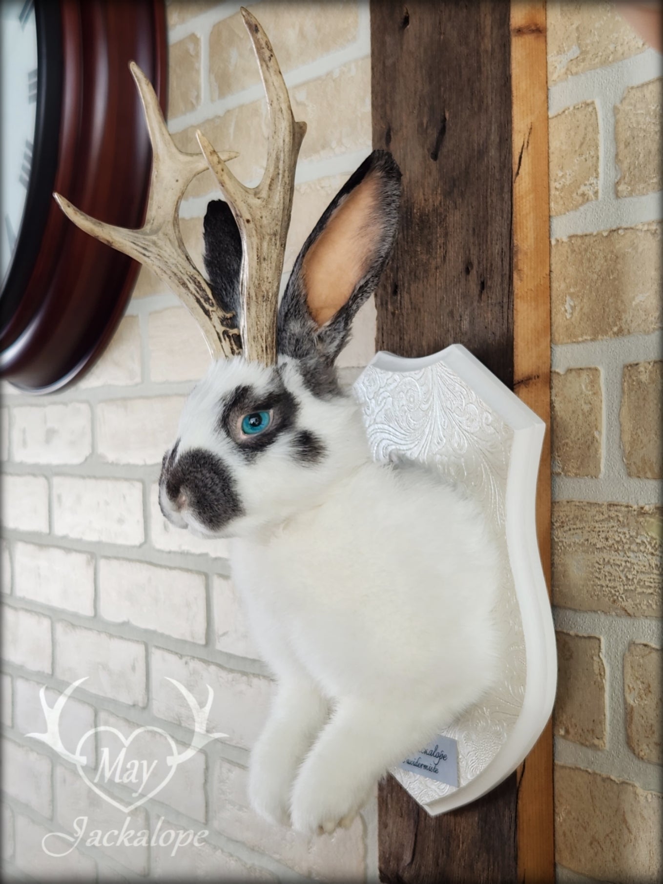 Taxidermie de Jackalope blanc et gris avec des yeux bleus et de vraies bois