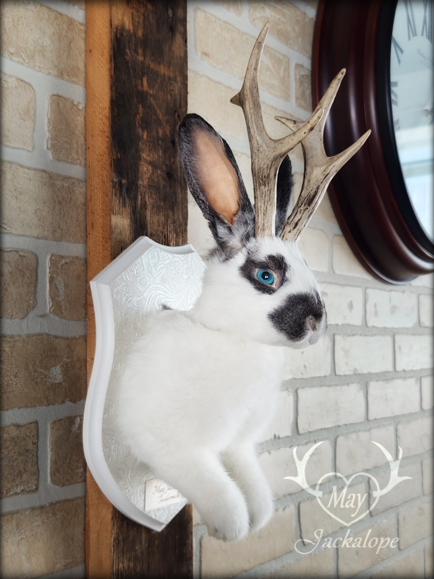 Taxidermie de Jackalope blanc et gris avec des yeux bleus et de vraies bois