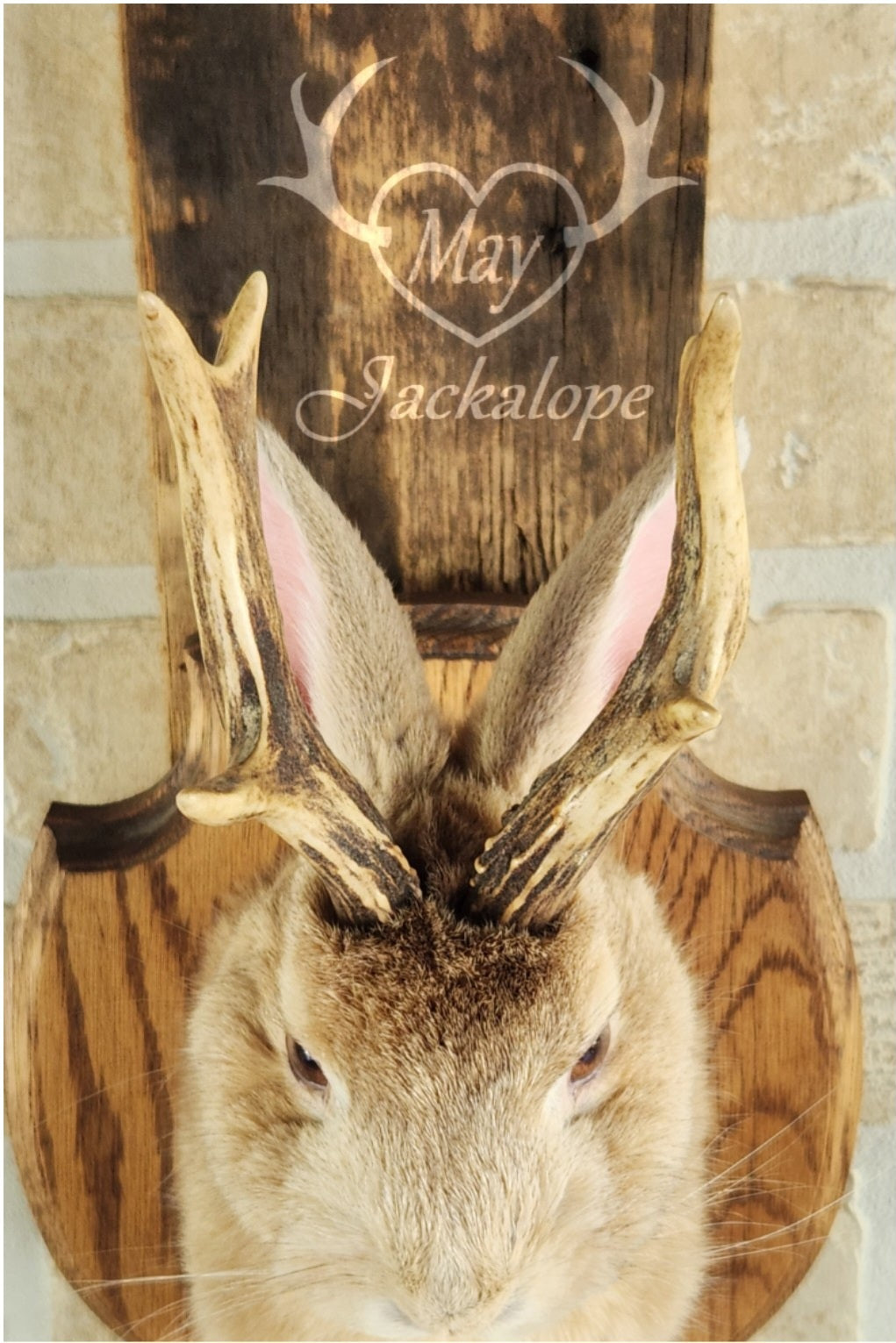 Taxidermies d'un minis jackalopes beige avec vrais un panaches