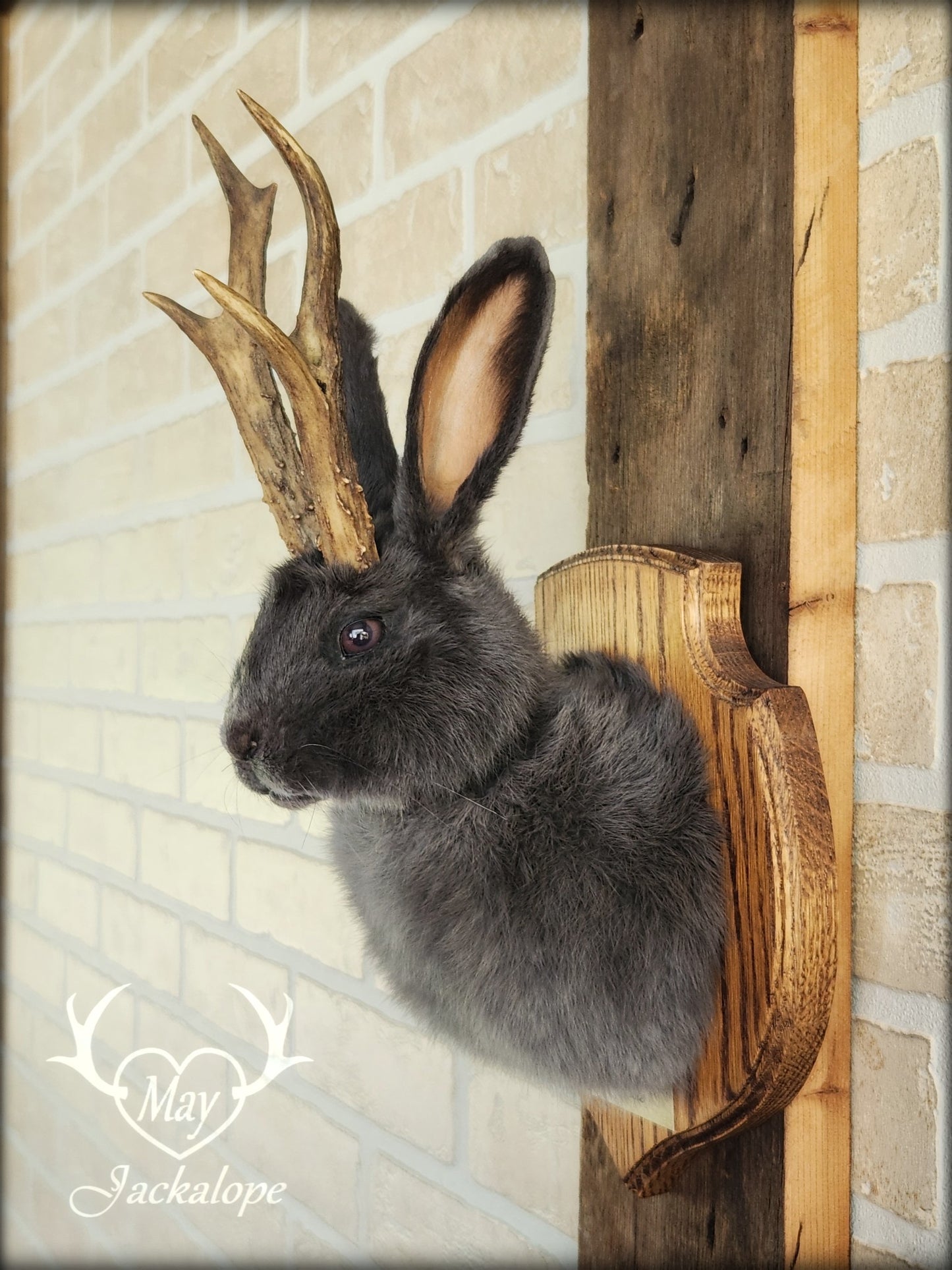 Petite taxidermie de jackalope gris-bleu aux yeux foncés avec vrai panache.