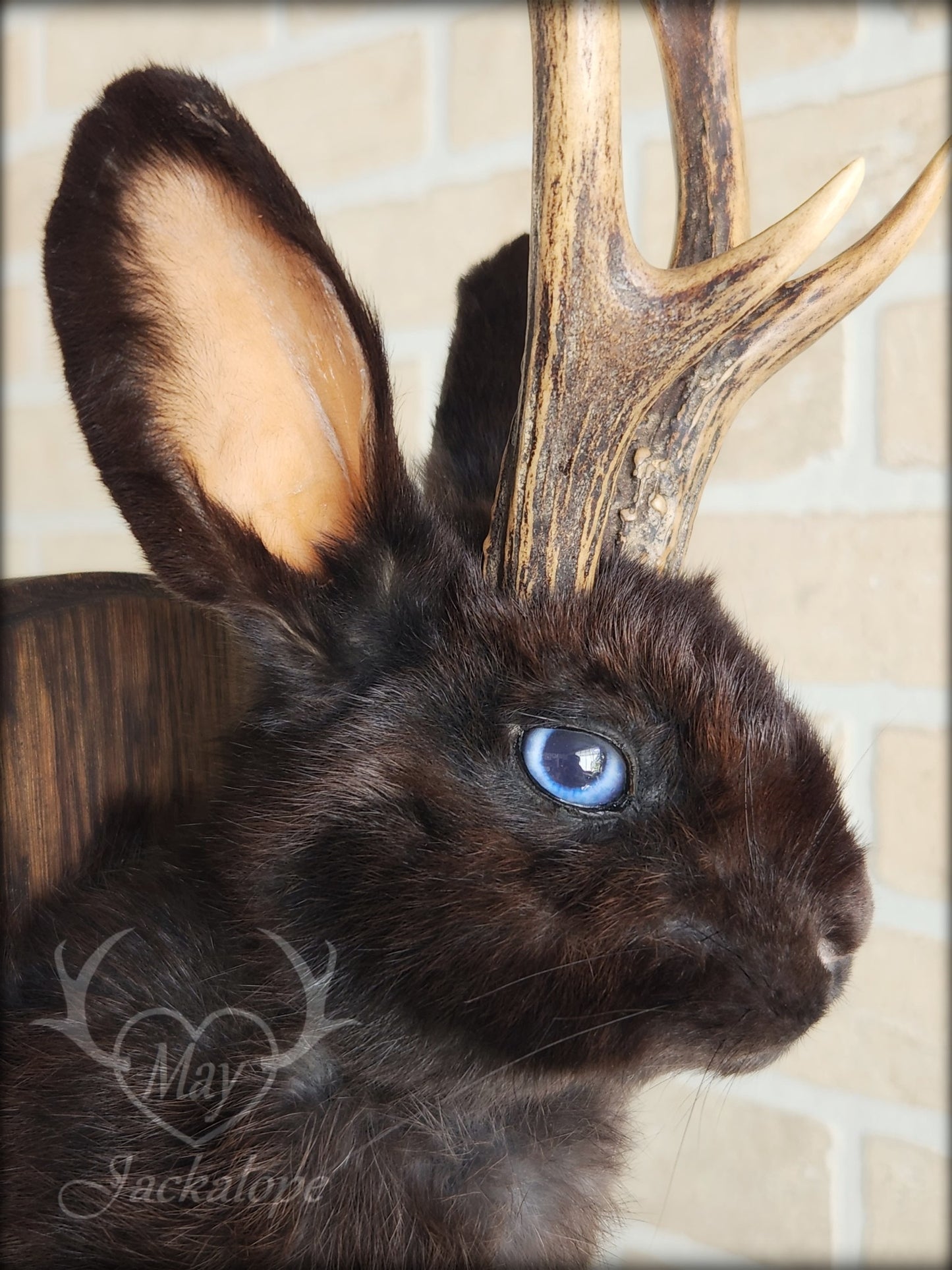 Small black jackalope taxidermy with blue eyes & real antlers