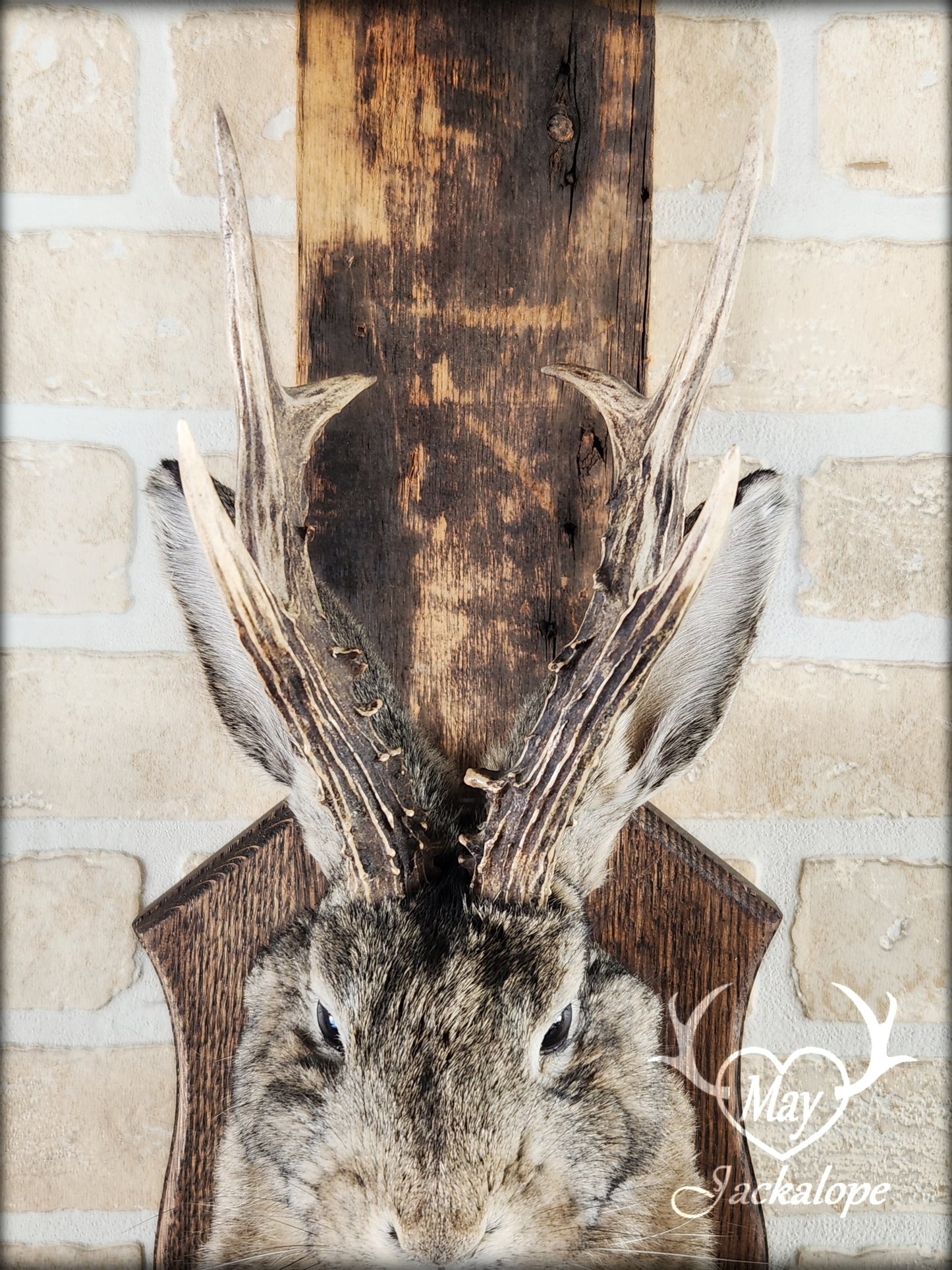 Taxidermie de Jackalope brun naturel avec des yeux foncés et de vraies bois.