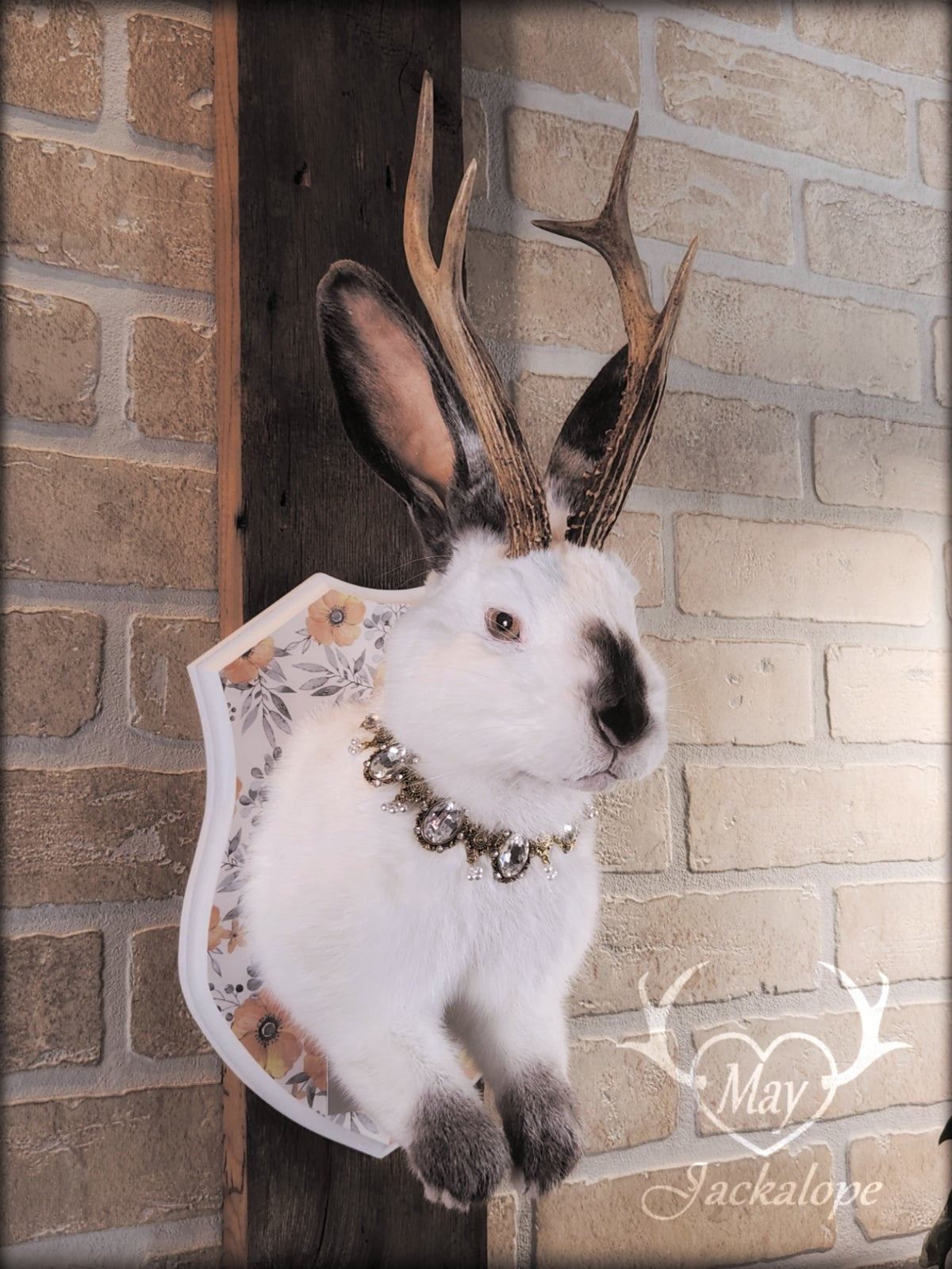 White and grey Jackalope taxidermy with yellow eyes and real antlers