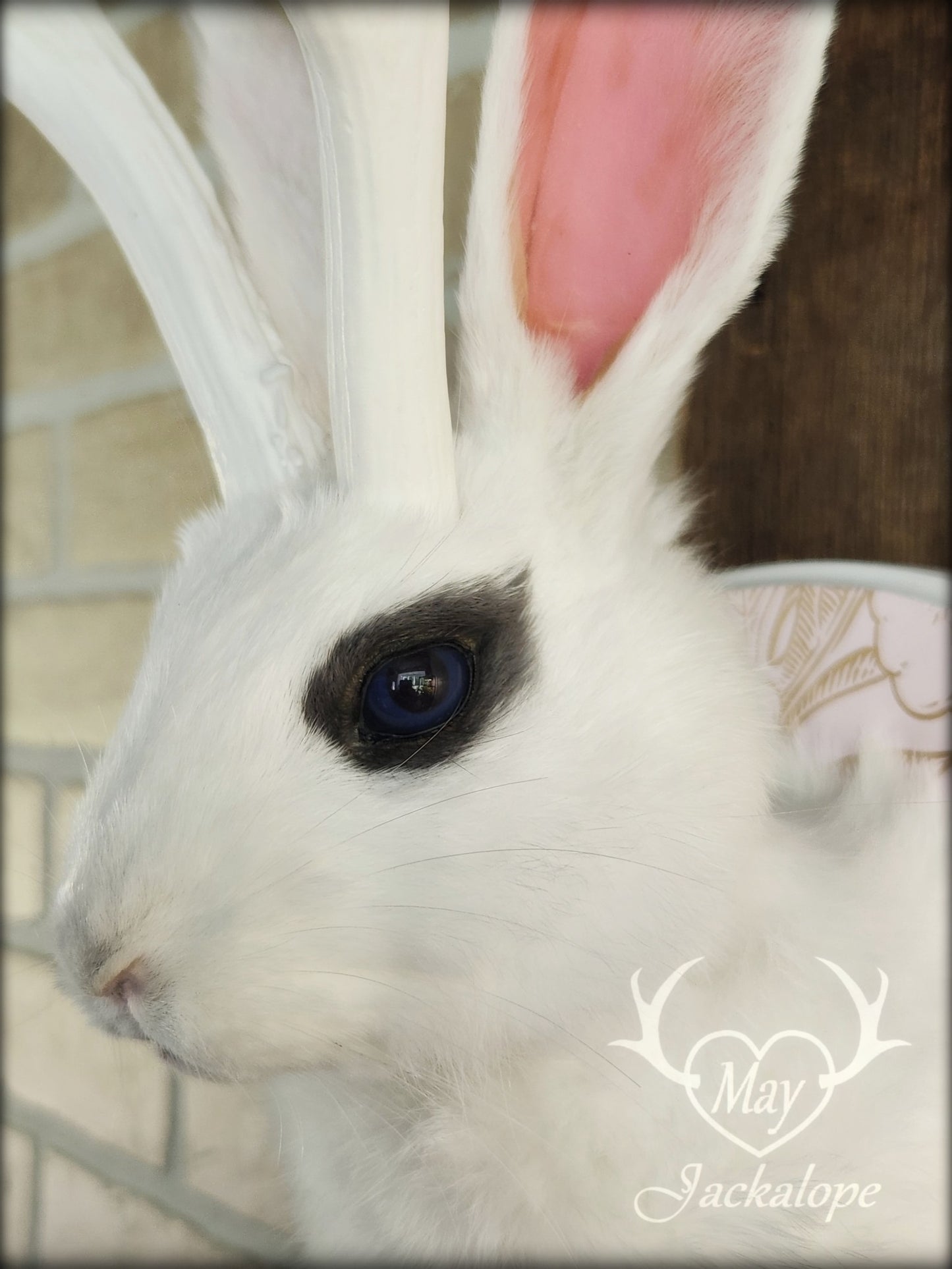 Petite taxidermie de jackalope blanc aux yeux bleus foncé avec réplique de panache.