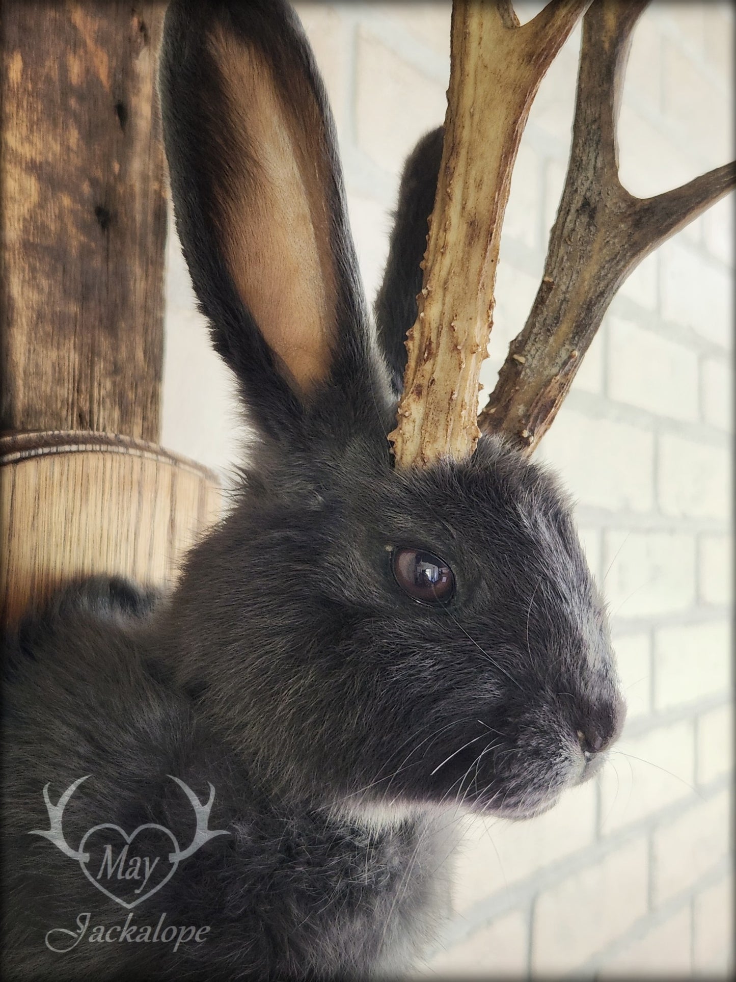 Petite taxidermie de jackalope gris-bleu aux yeux foncés avec vrai panache.