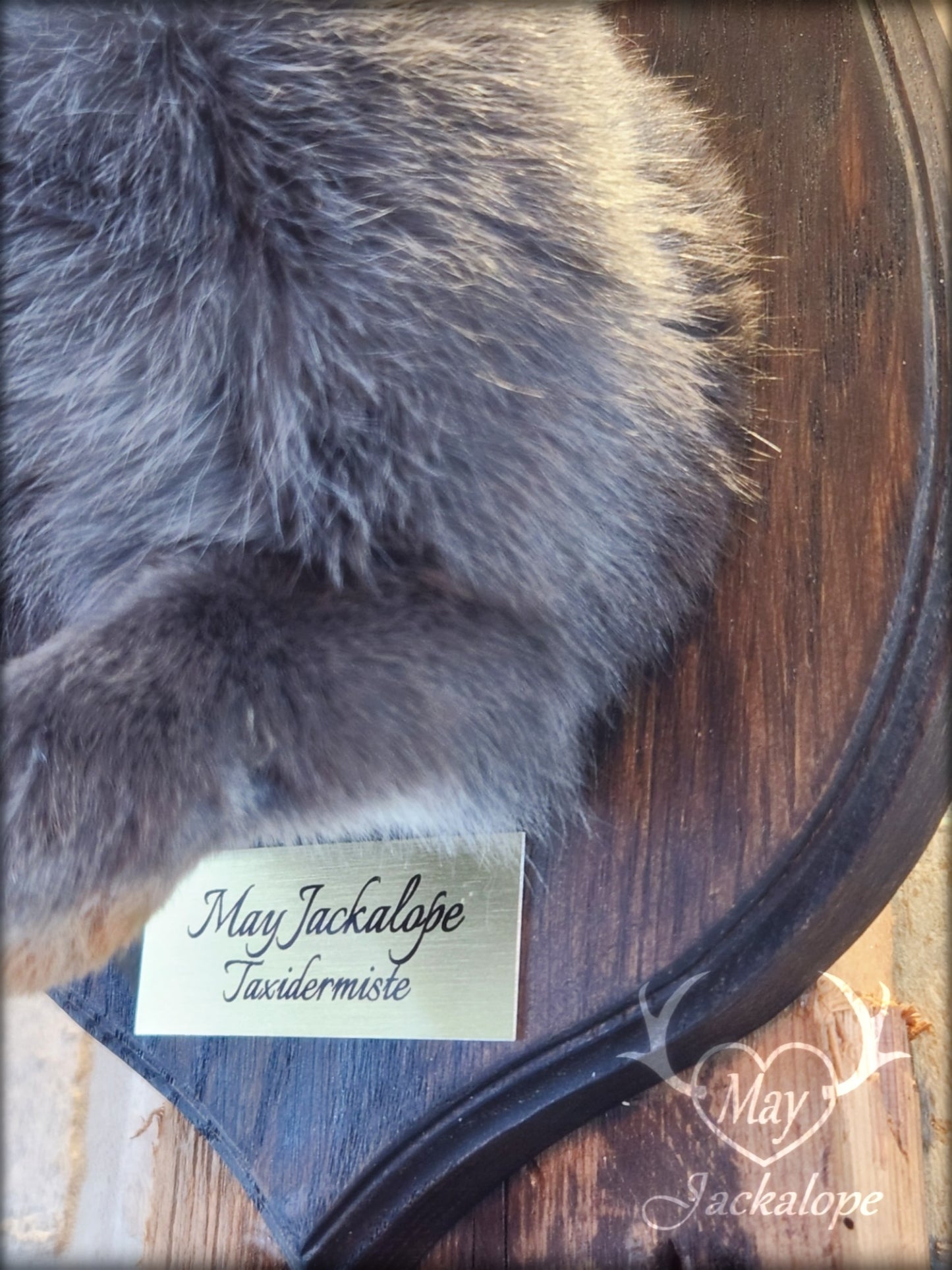 Taxidermie d'un mini jackalope gris-bleu aux yeux bleu vif et vrais bois