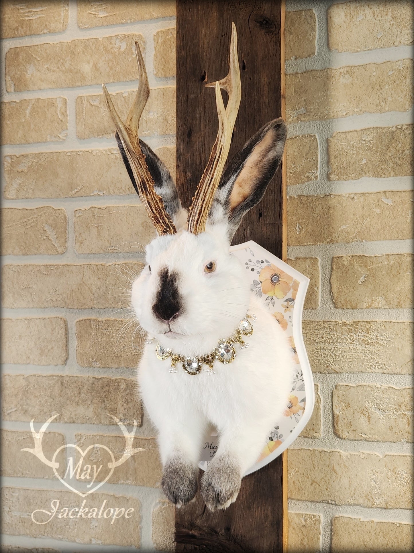 White and grey Jackalope taxidermy with yellow eyes and real antlers