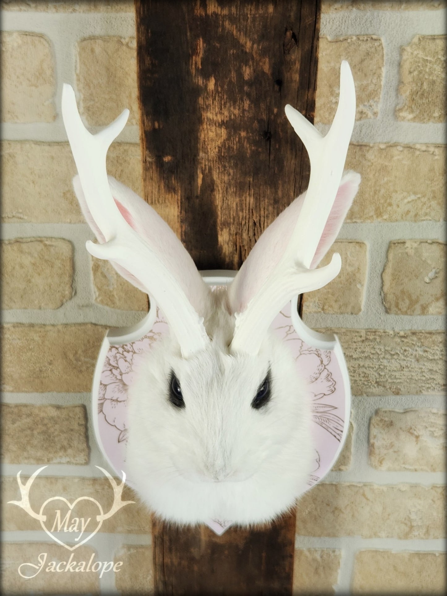 Petite taxidermie de jackalope blanc aux yeux bleus foncé avec réplique de panache.