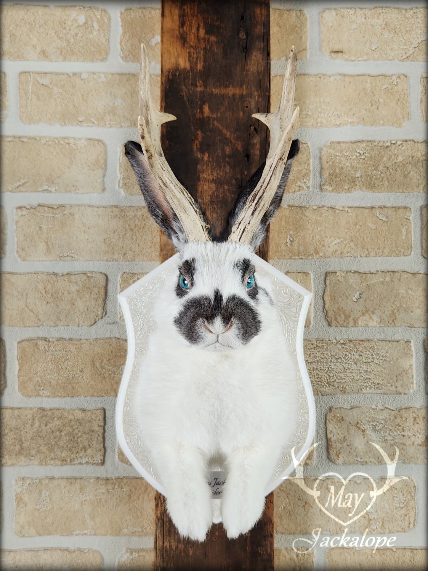 Taxidermie de Jackalope blanc et gris avec des yeux bleus et de vraies bois
