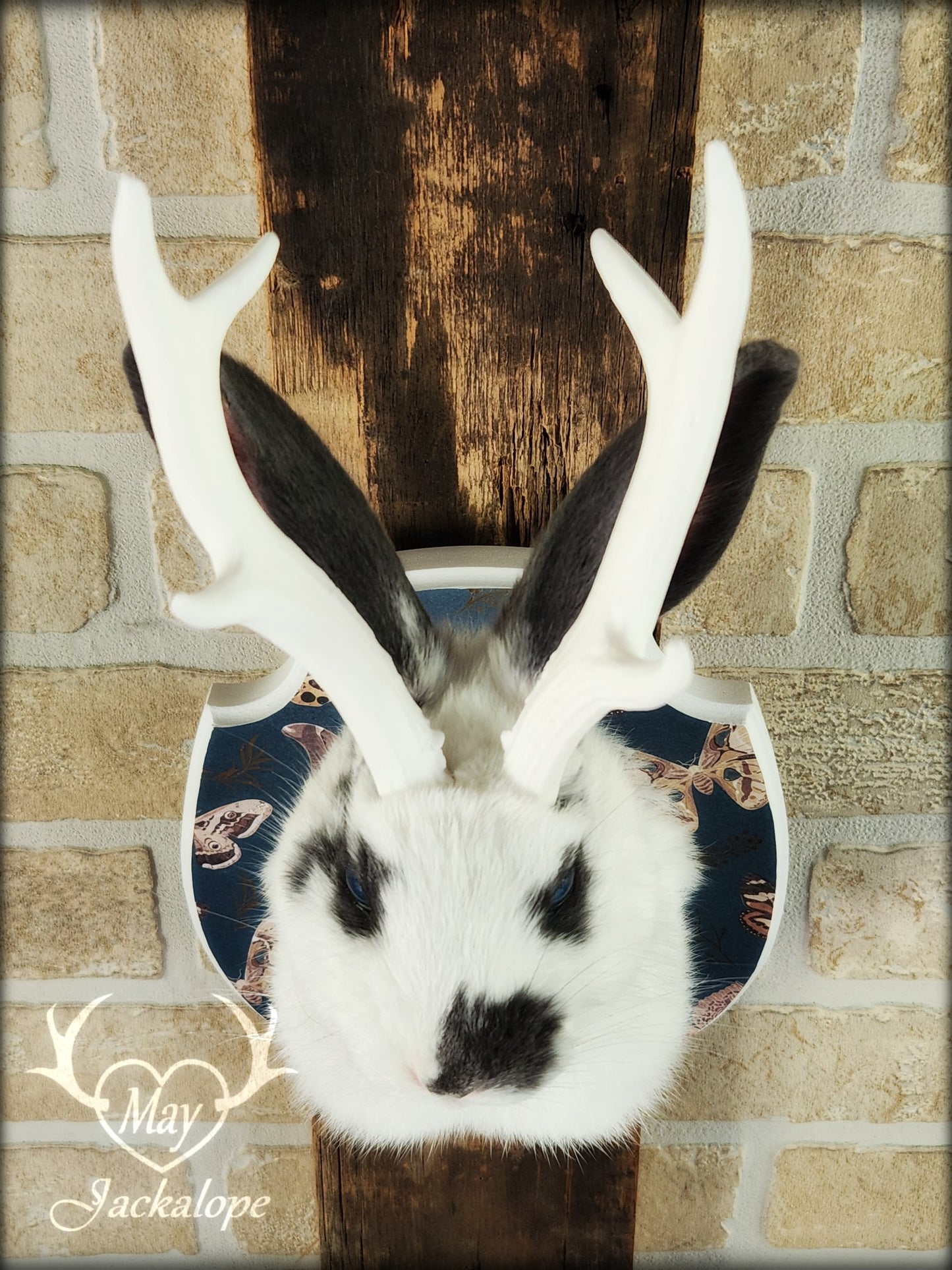 Petite taxidermie de jackalope blanc et gris aux yeux bleus avec réplique de panache.