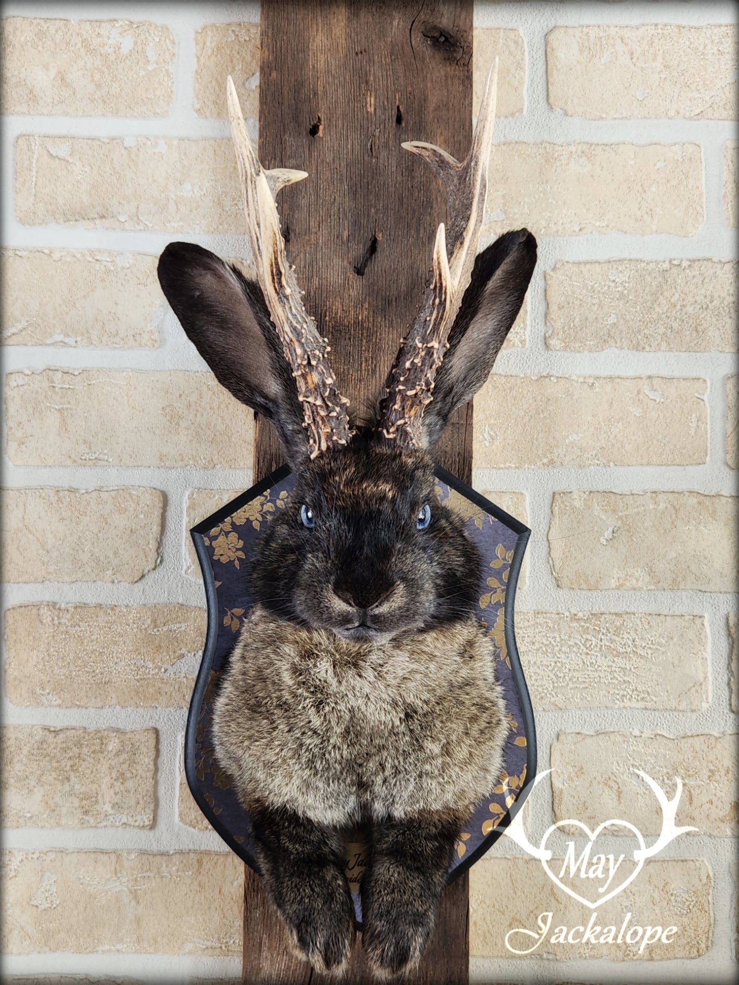 Dark brown Jackalope taxidermy with light blue eyes and real antlers, on a decorated plaque