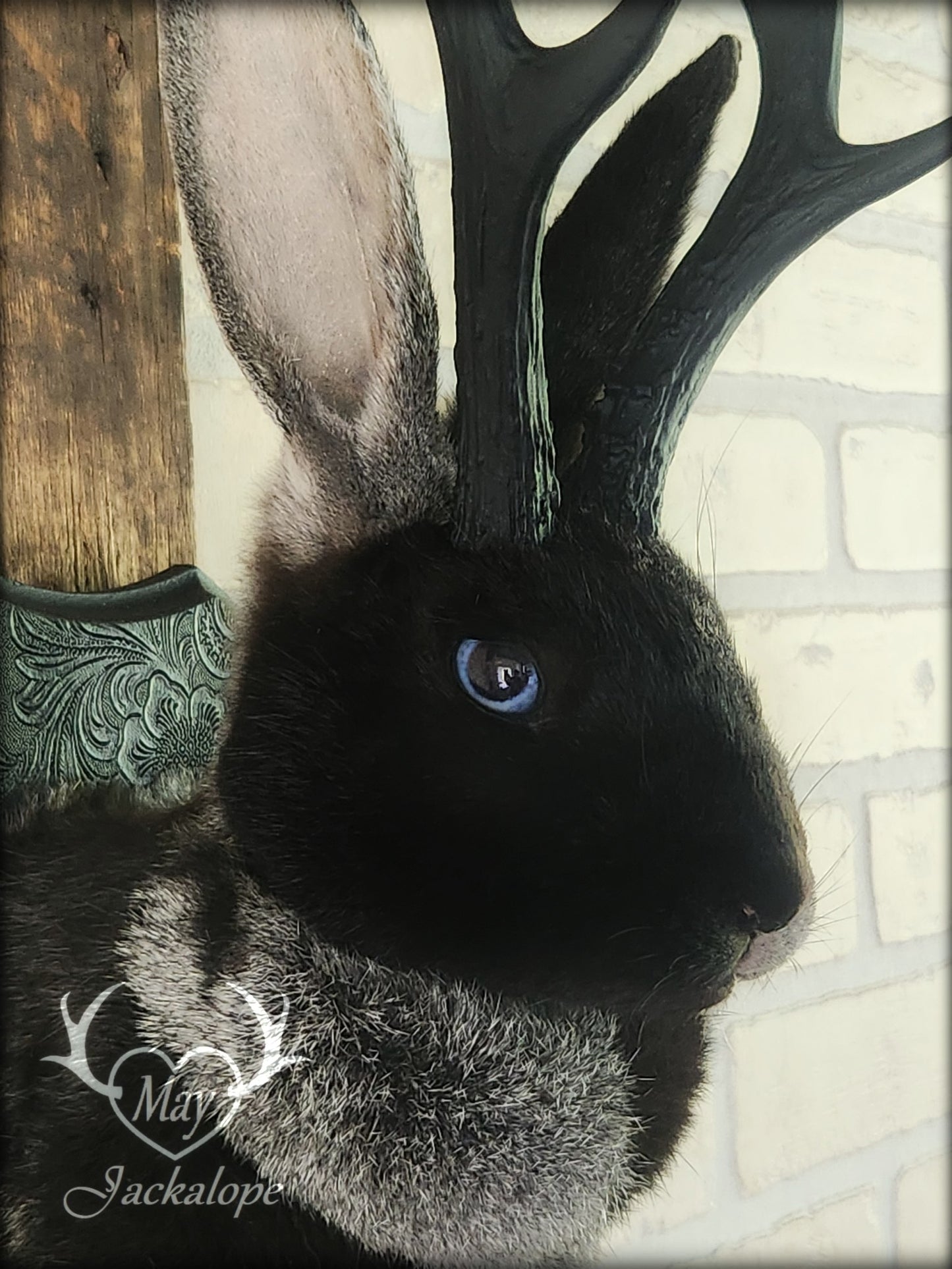 Grey harlequin jackalope taxidermy